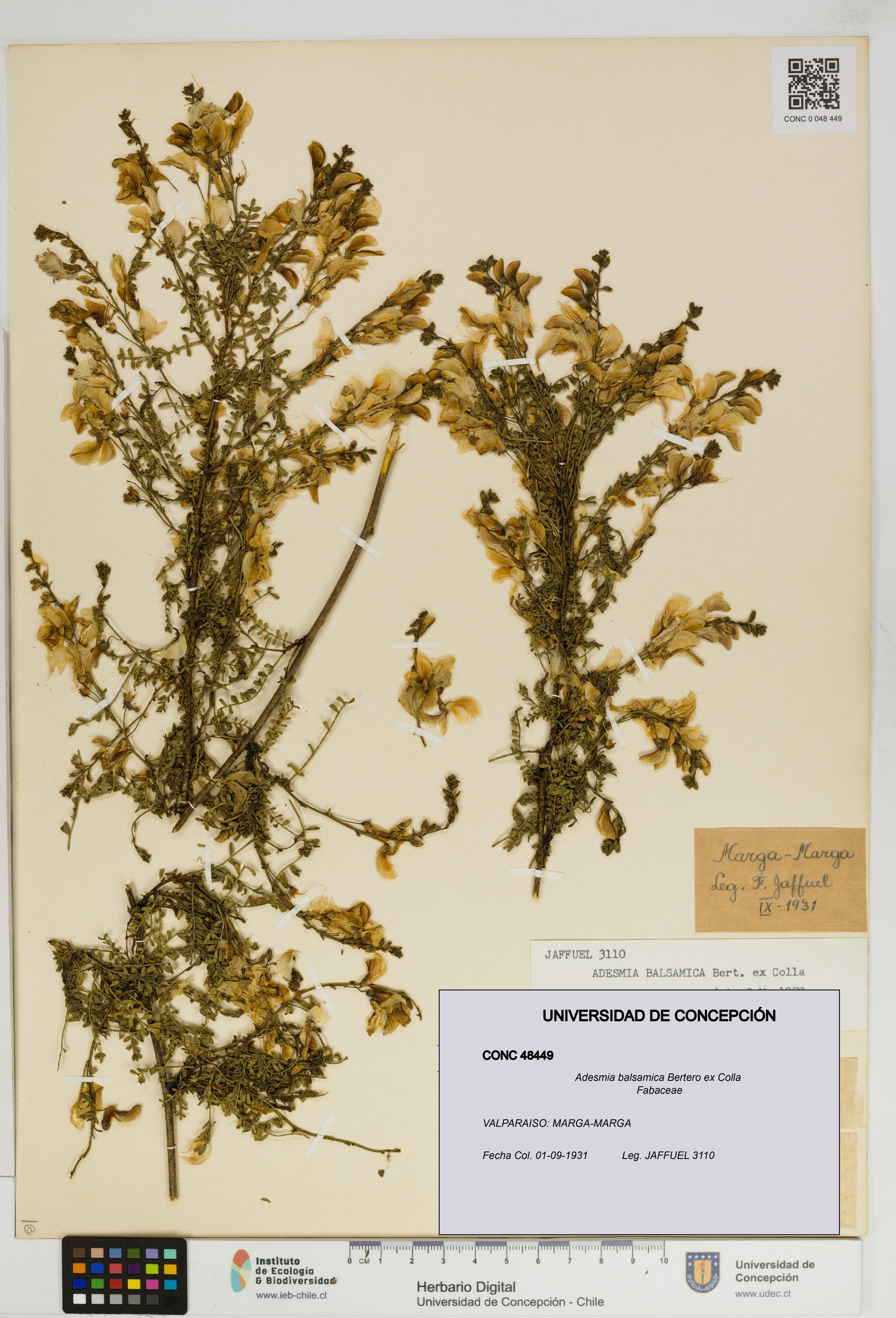 Adesmia balsamica [Espécimen: ]