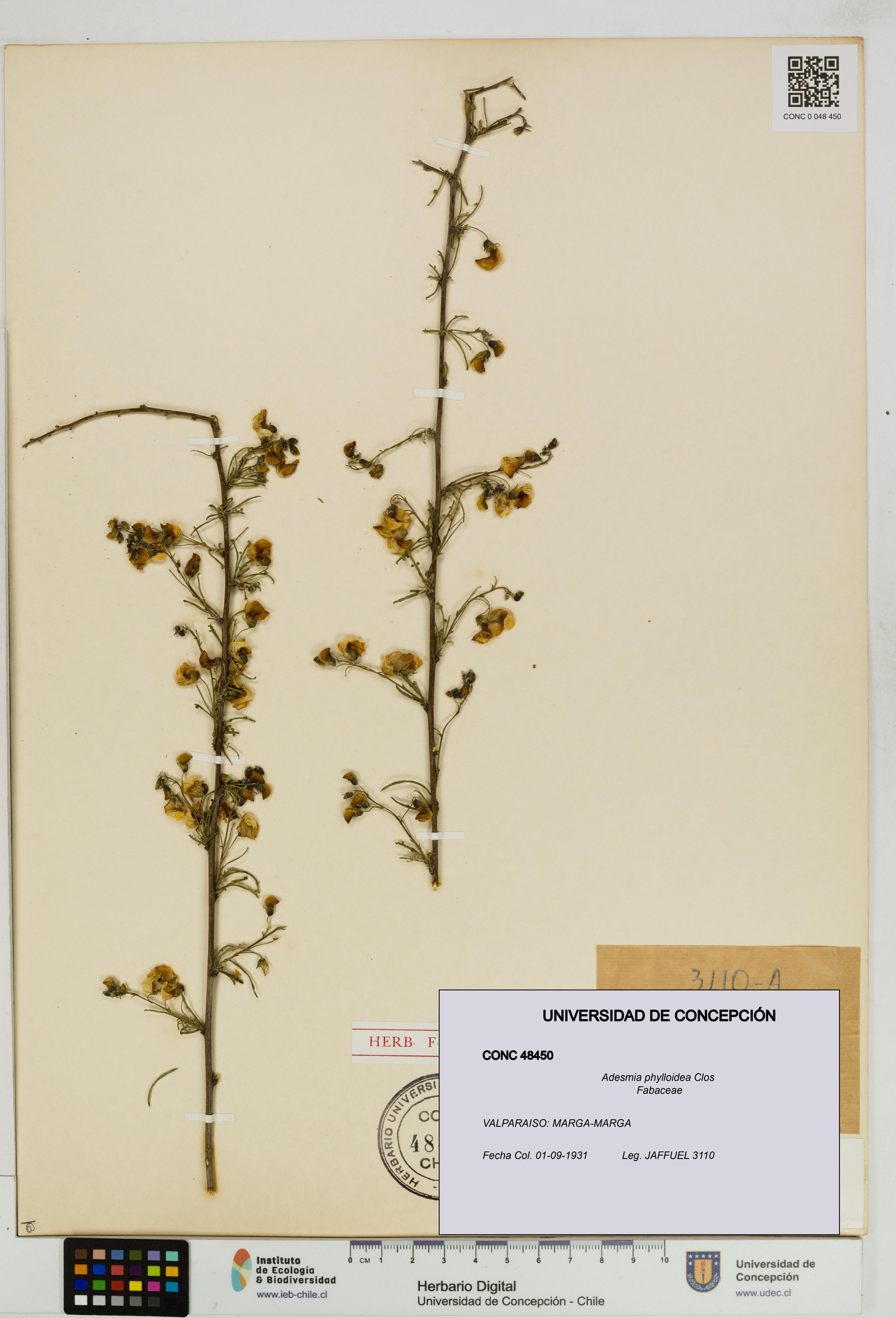 Adesmia phylloidea [Espécimen: ]