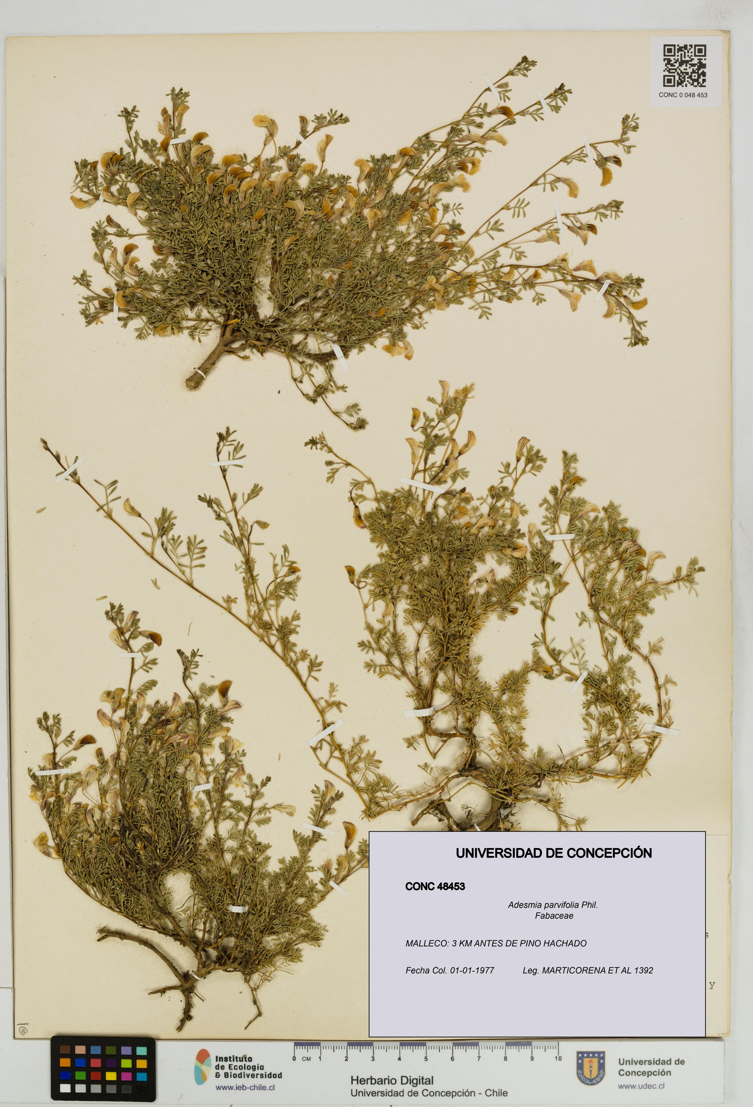 Adesmia parvifolia [Espécimen: ]