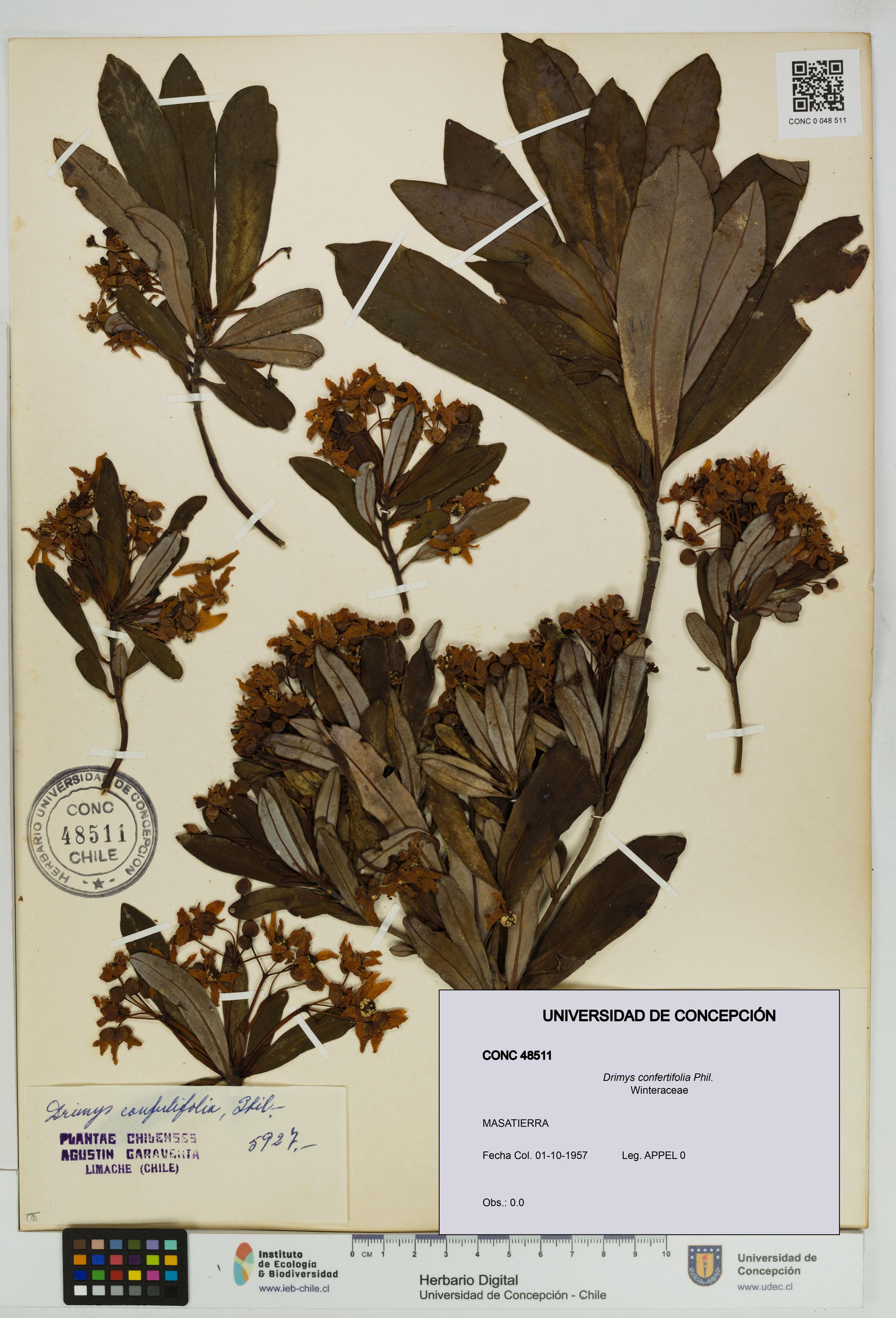 Drimys confertifolia [Espécimen: ]