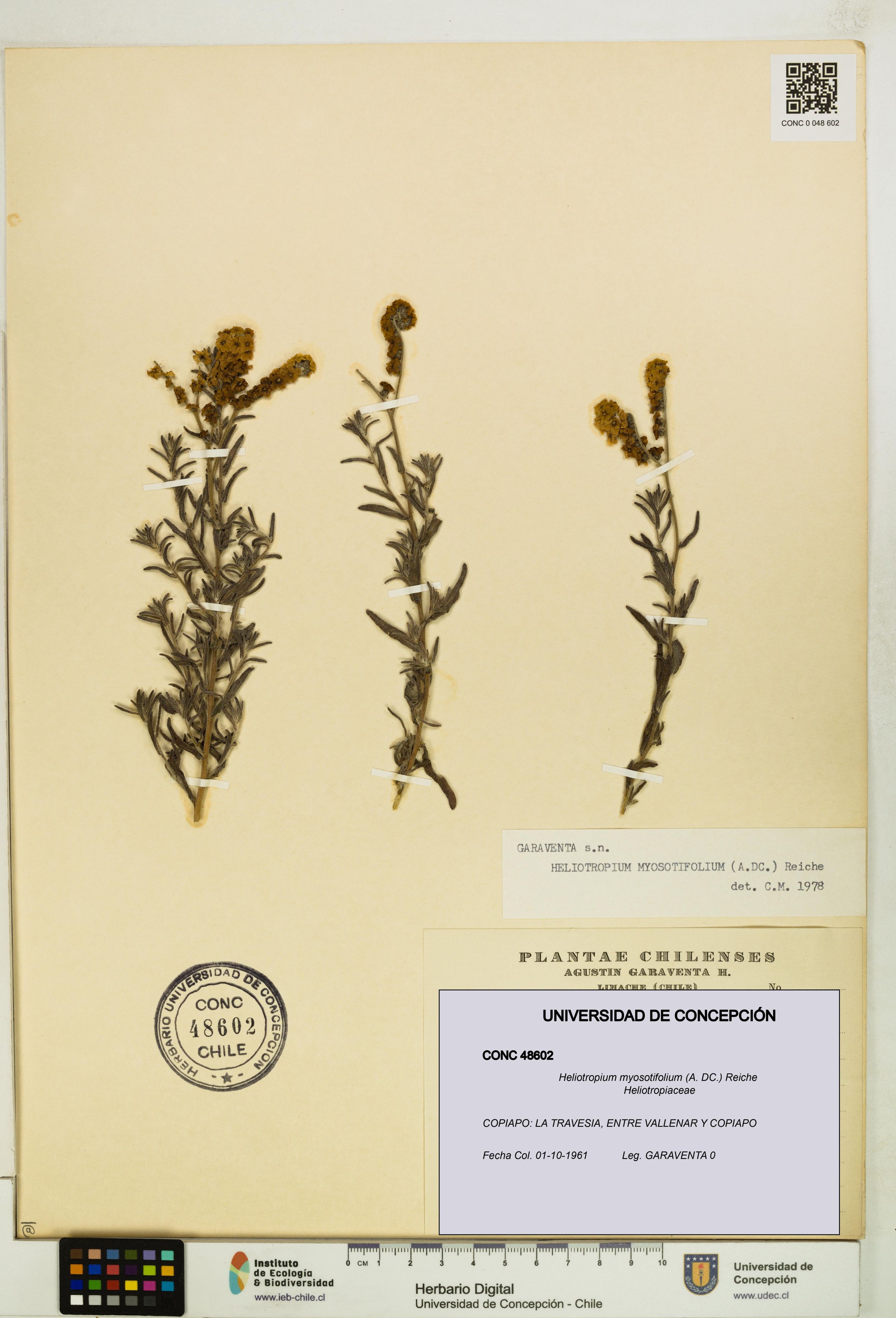 Heliotropium myosotifolium [Espécimen: ]
