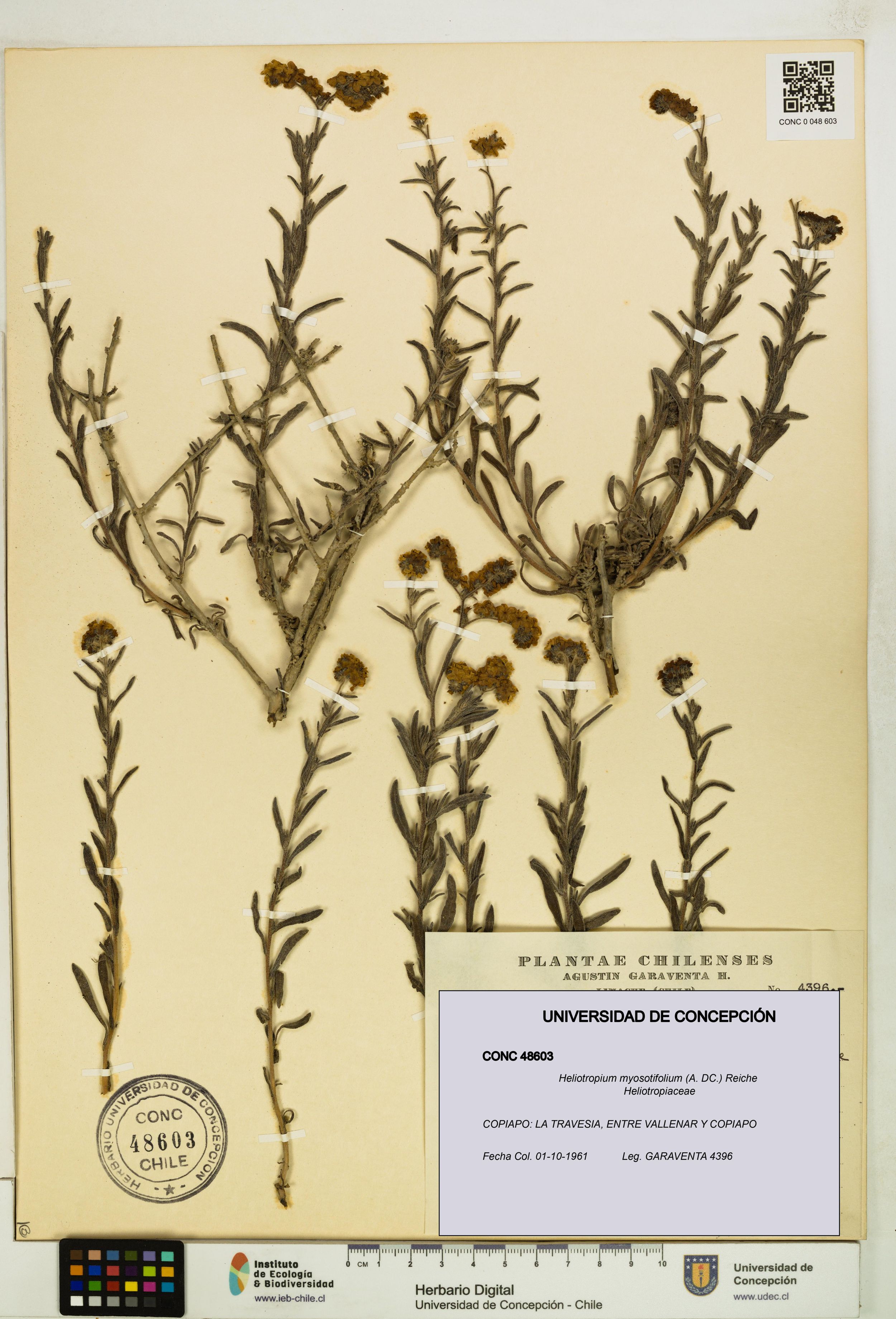 Heliotropium myosotifolium [Espécimen: ]