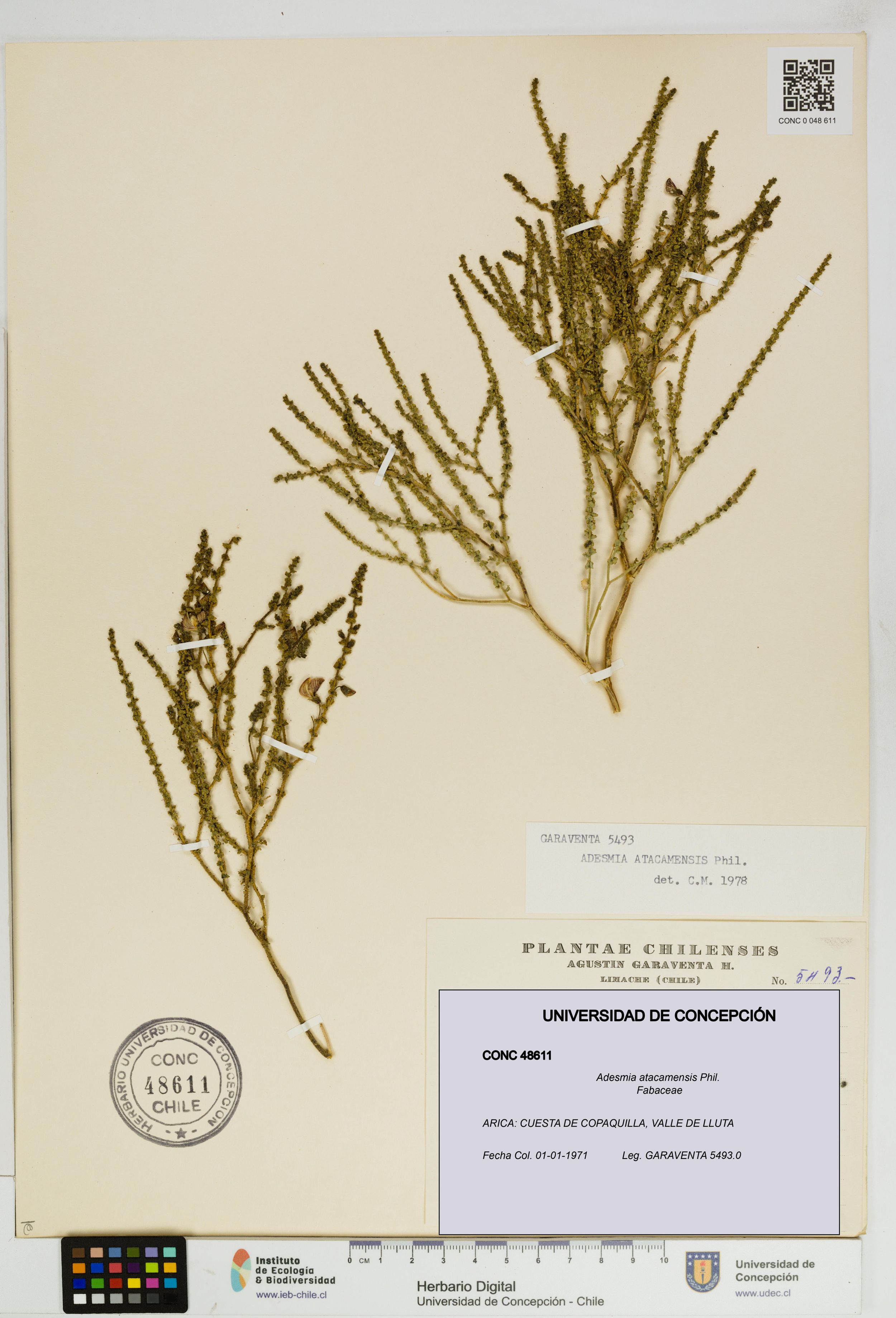 Adesmia atacamensis [Espécimen: ]