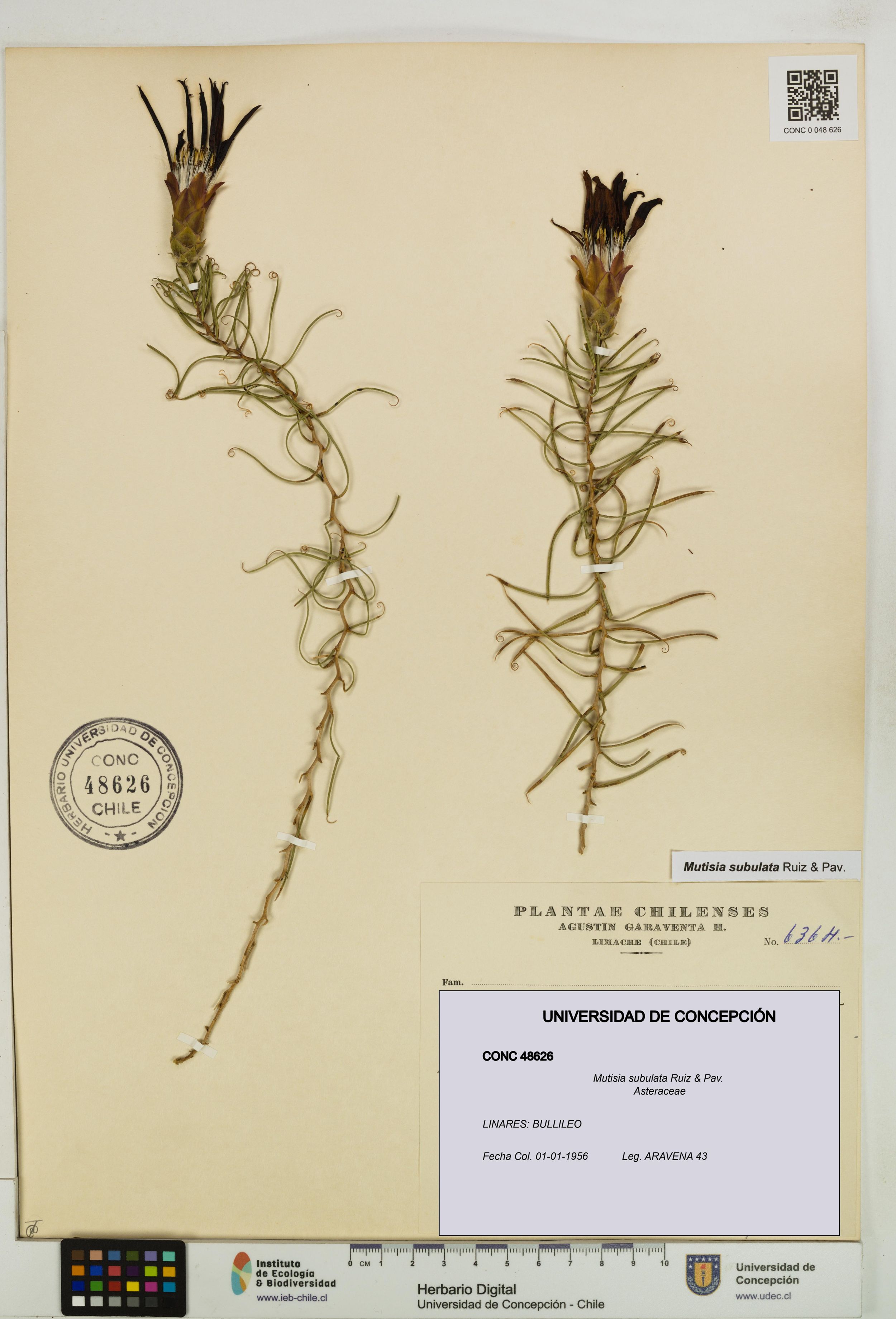 Mutisia subulata [Espécimen: ]