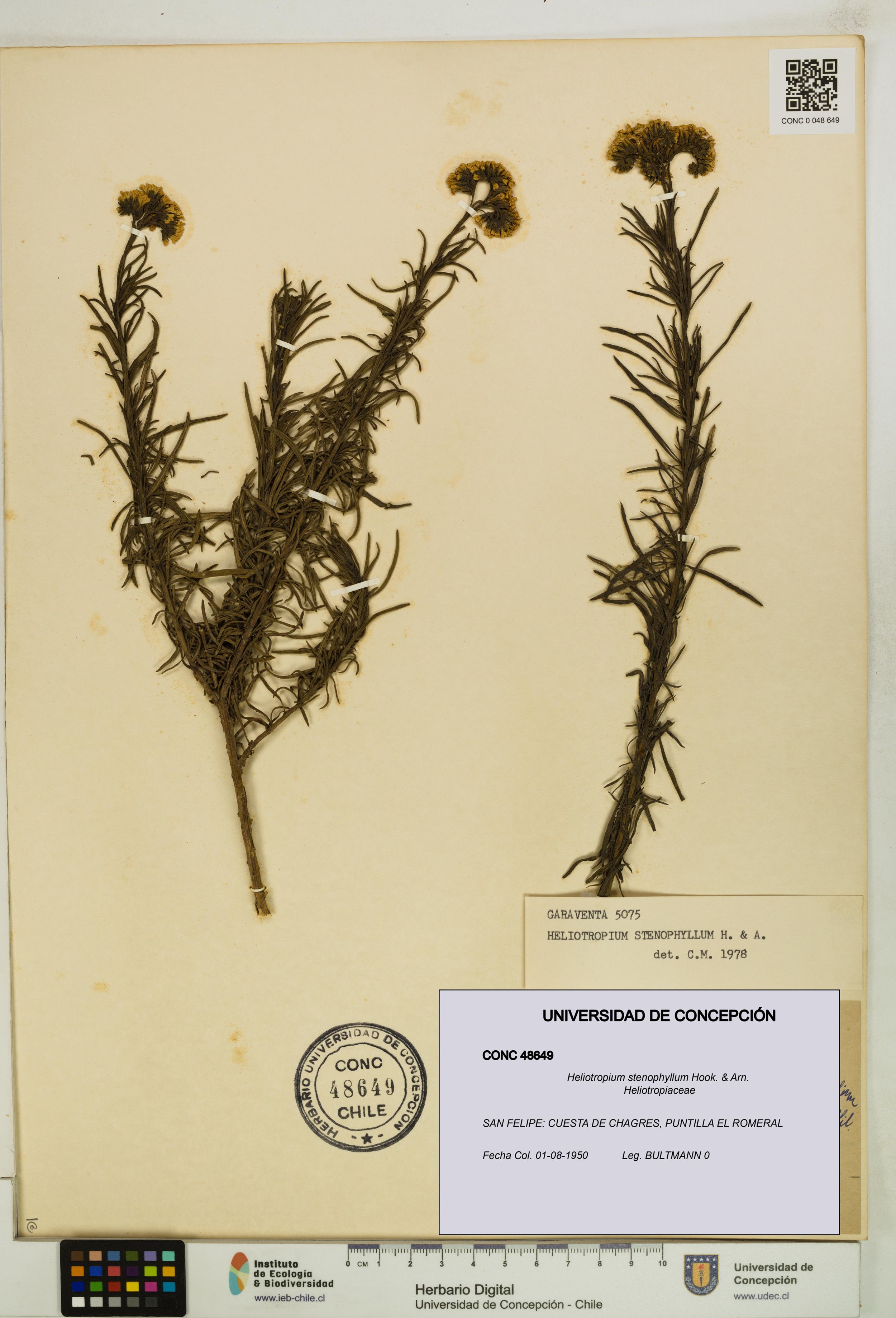 Heliotropium stenophyllum [Espécimen: ]