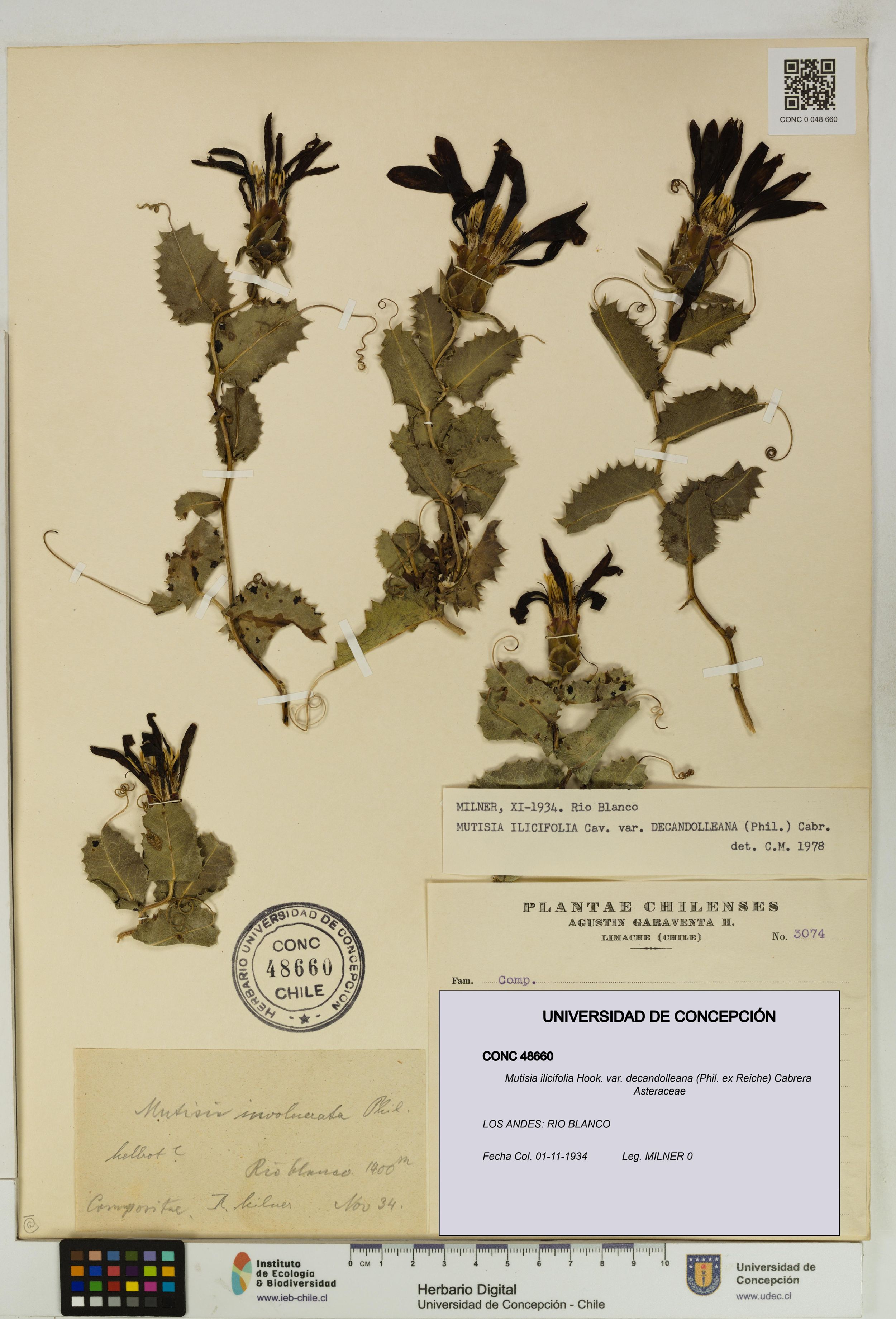 Mutisia ilicifolia var. decandolleana [Espécimen: ]