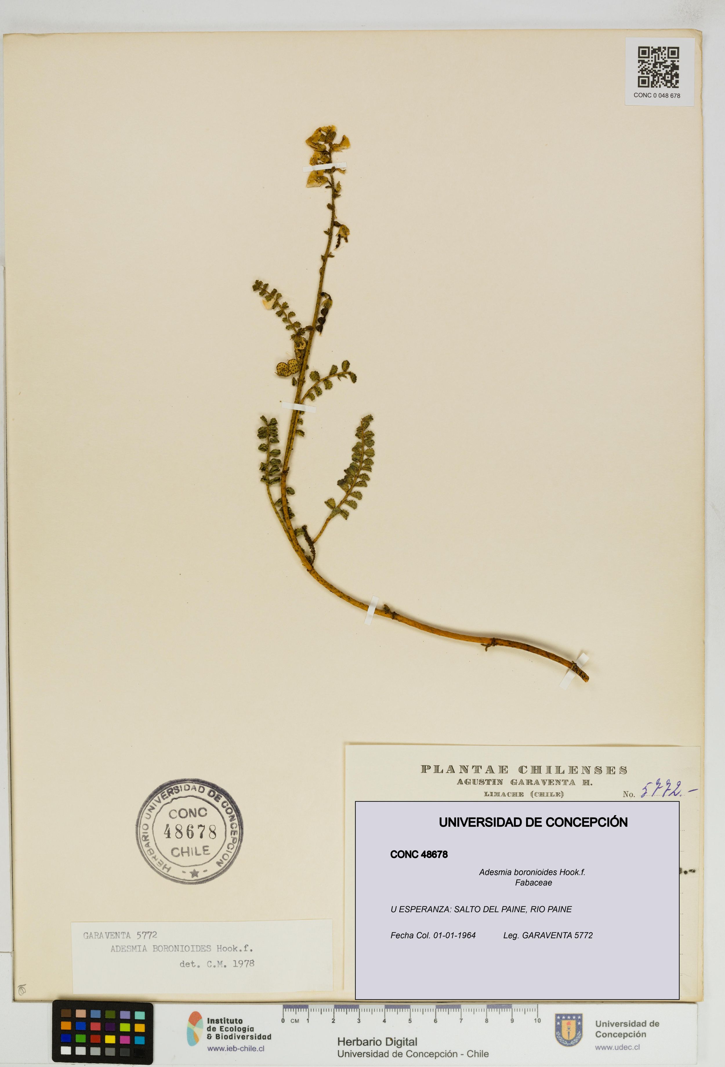 Adesmia boronioides [Espécimen: ]