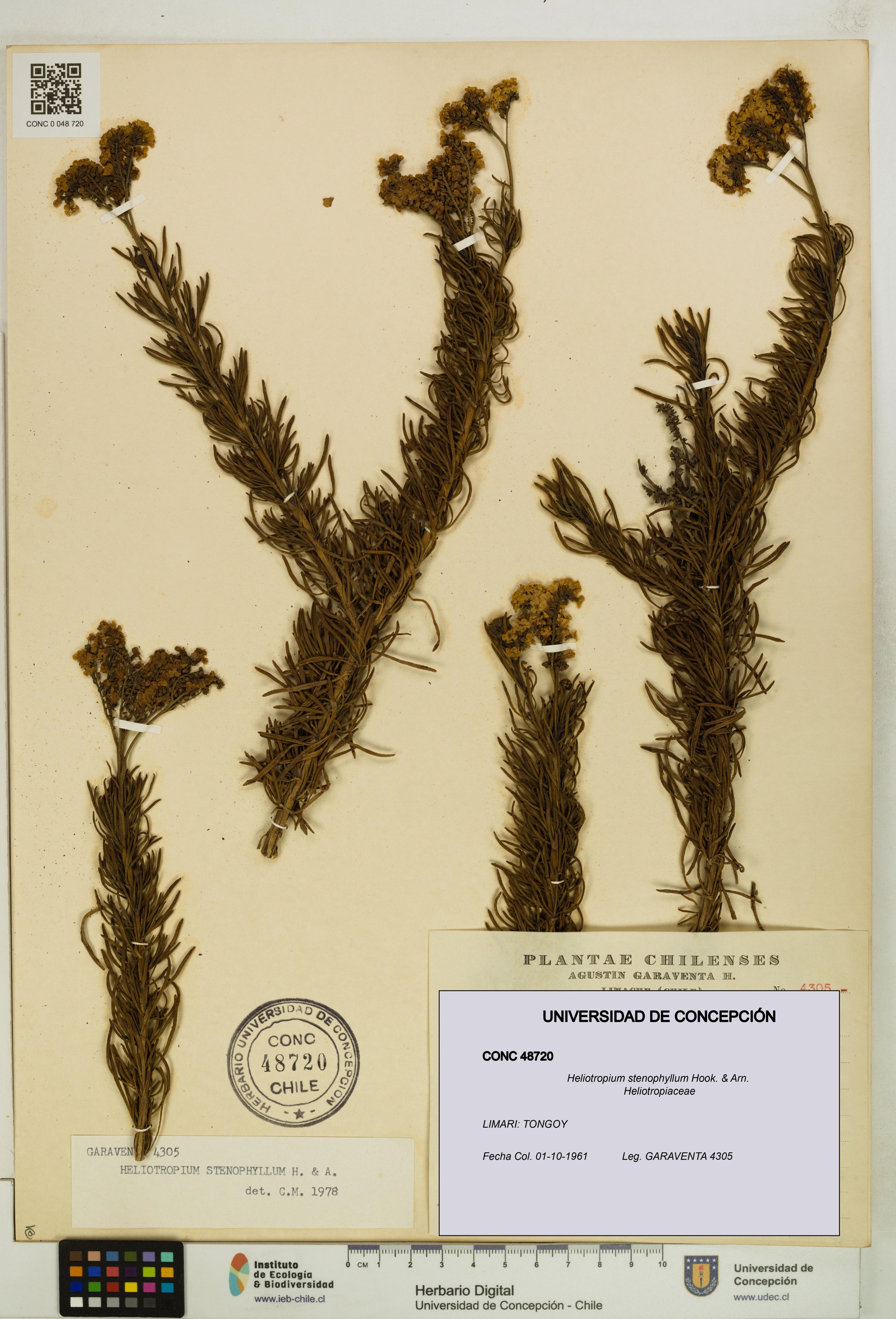 Heliotropium stenophyllum [Espécimen: ]