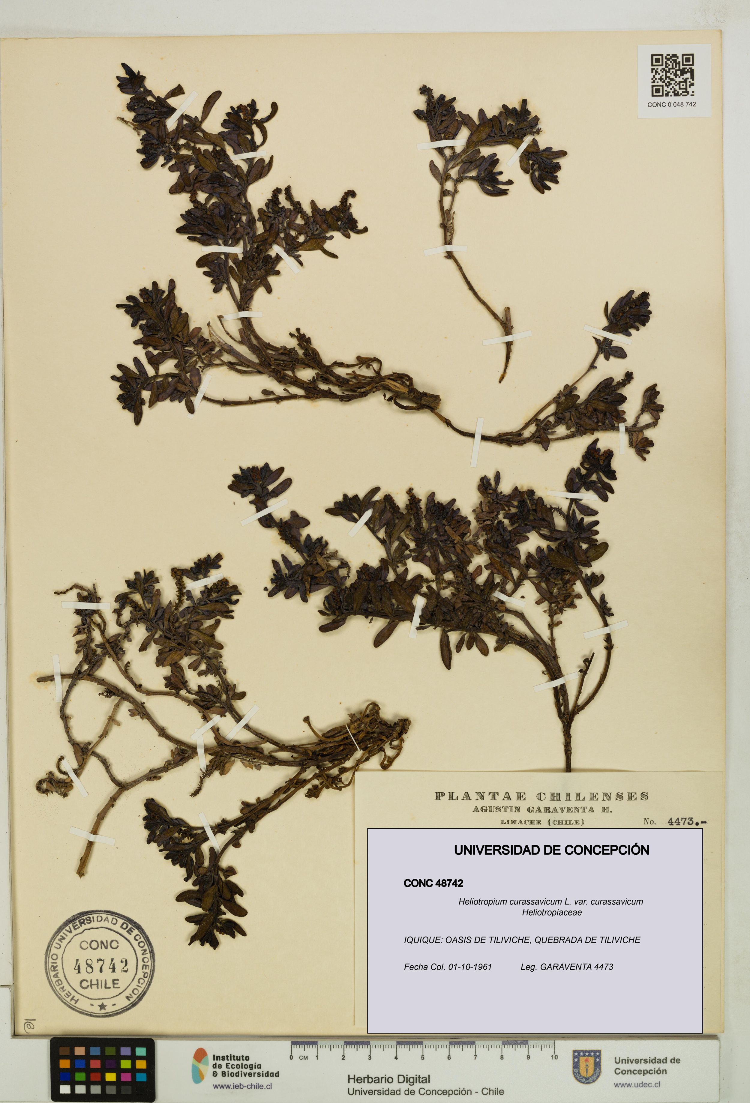 Heliotropium curassavicum var. curassavicum [Espécimen: ]