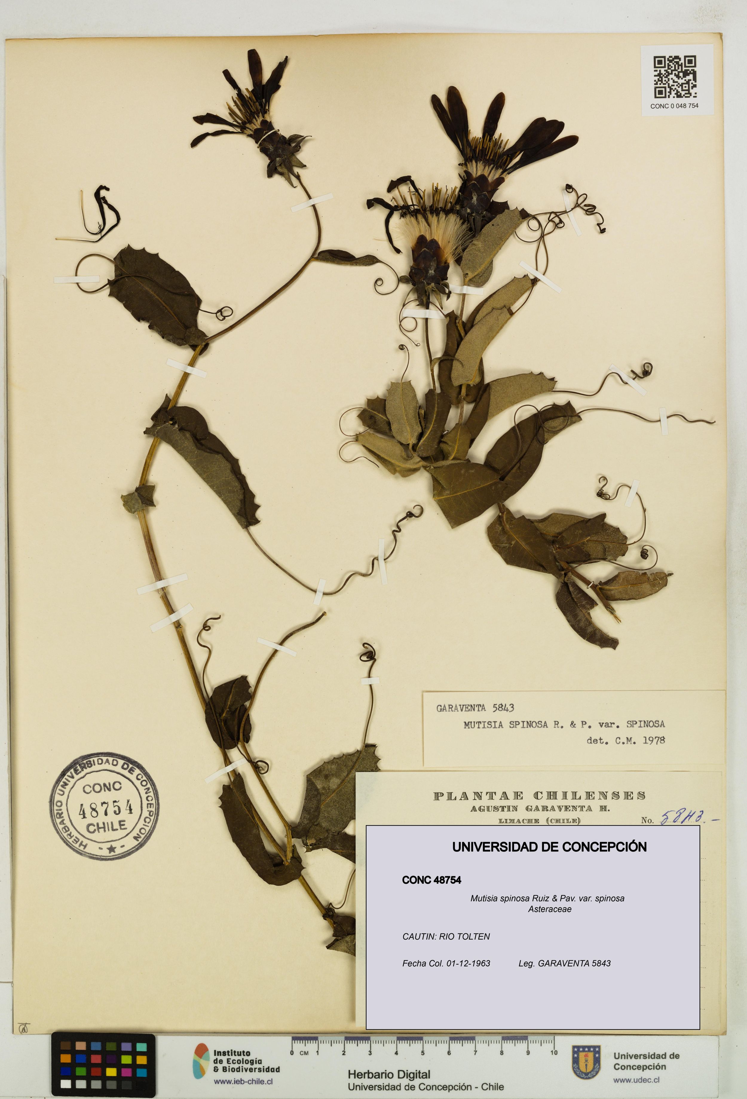 Mutisia spinosa var. spinosa [Espécimen: ]