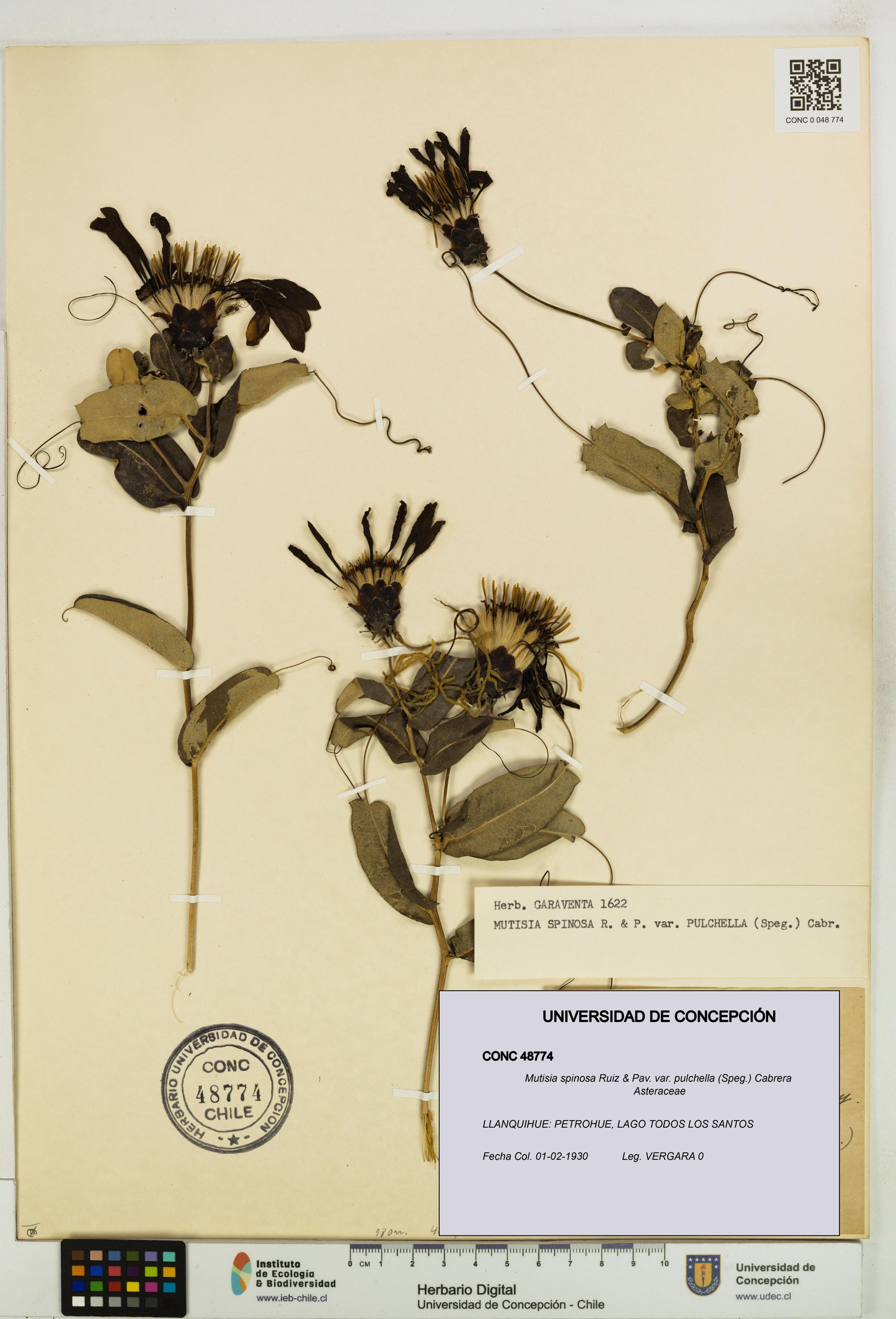 Mutisia spinosa var. pulchella [Espécimen: ]