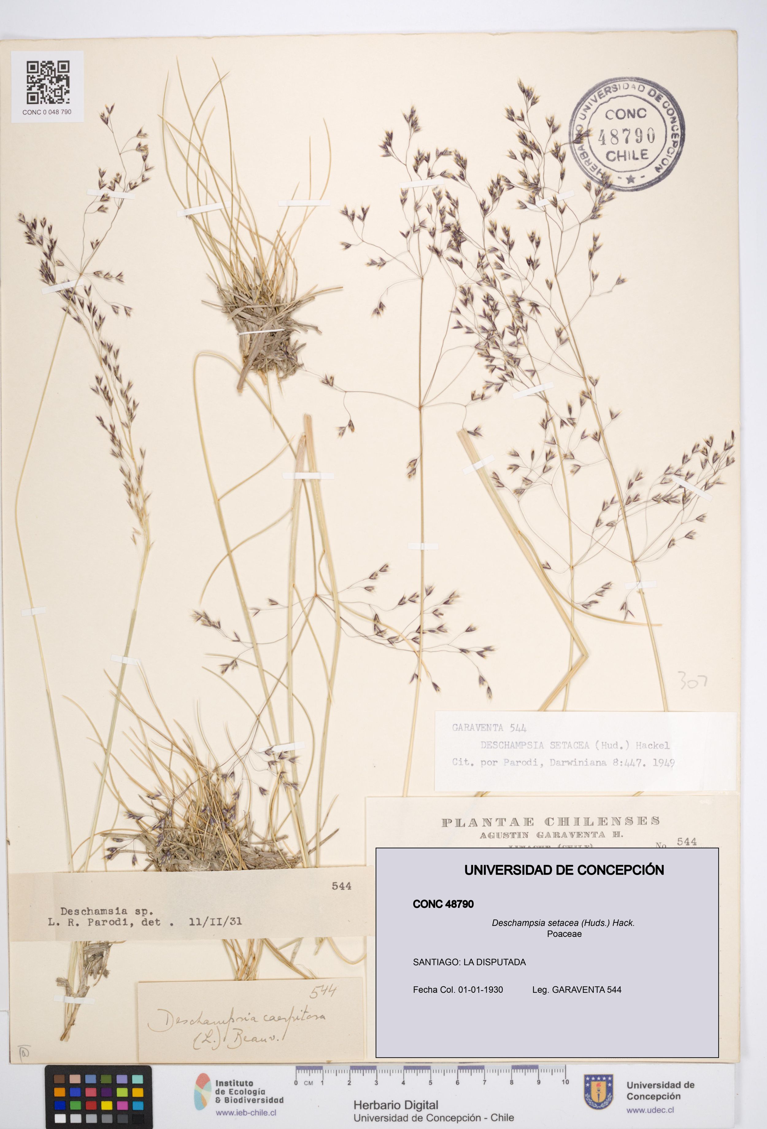 Deschampsia setacea [Espécimen: ]