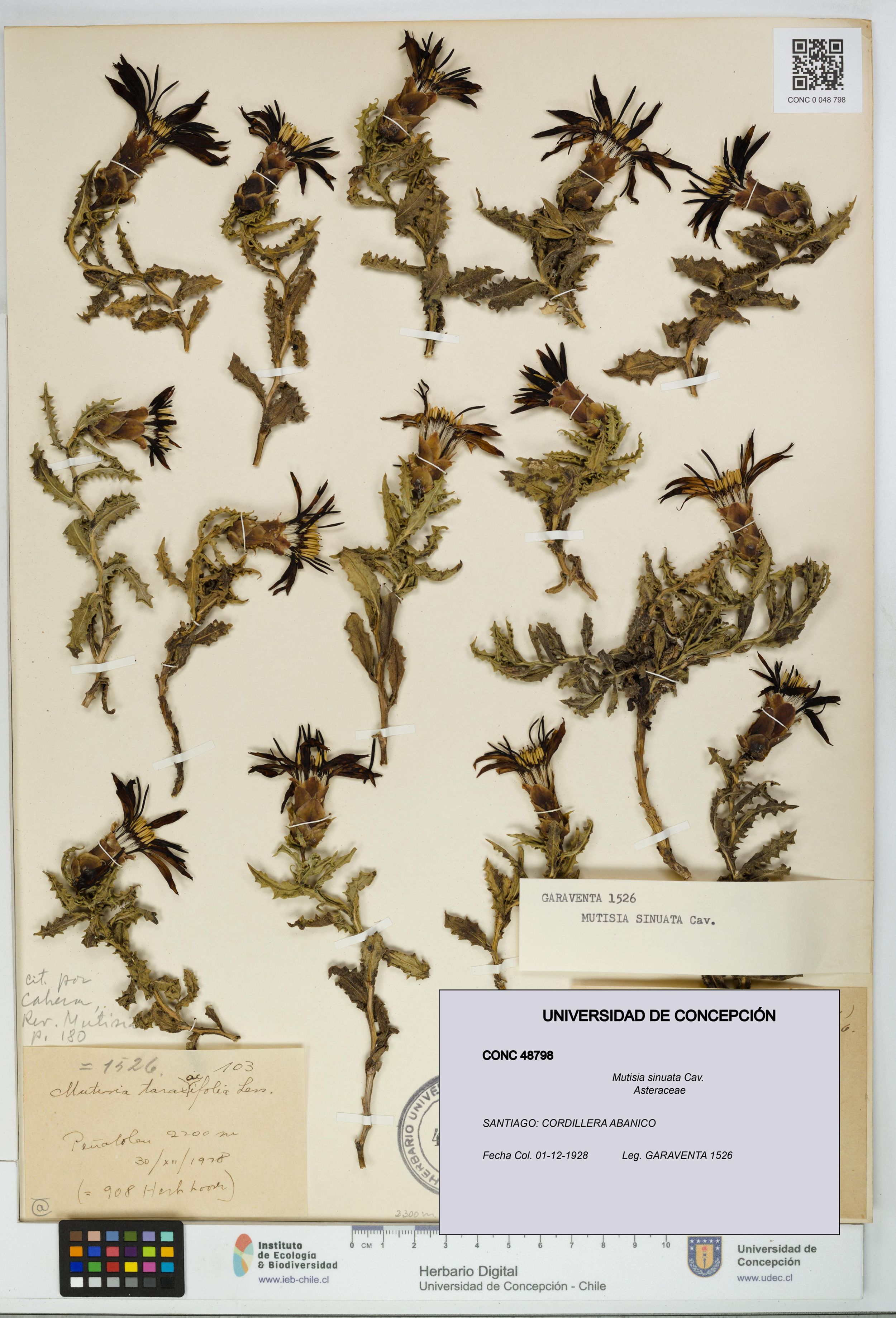Mutisia sinuata [Espécimen: ]