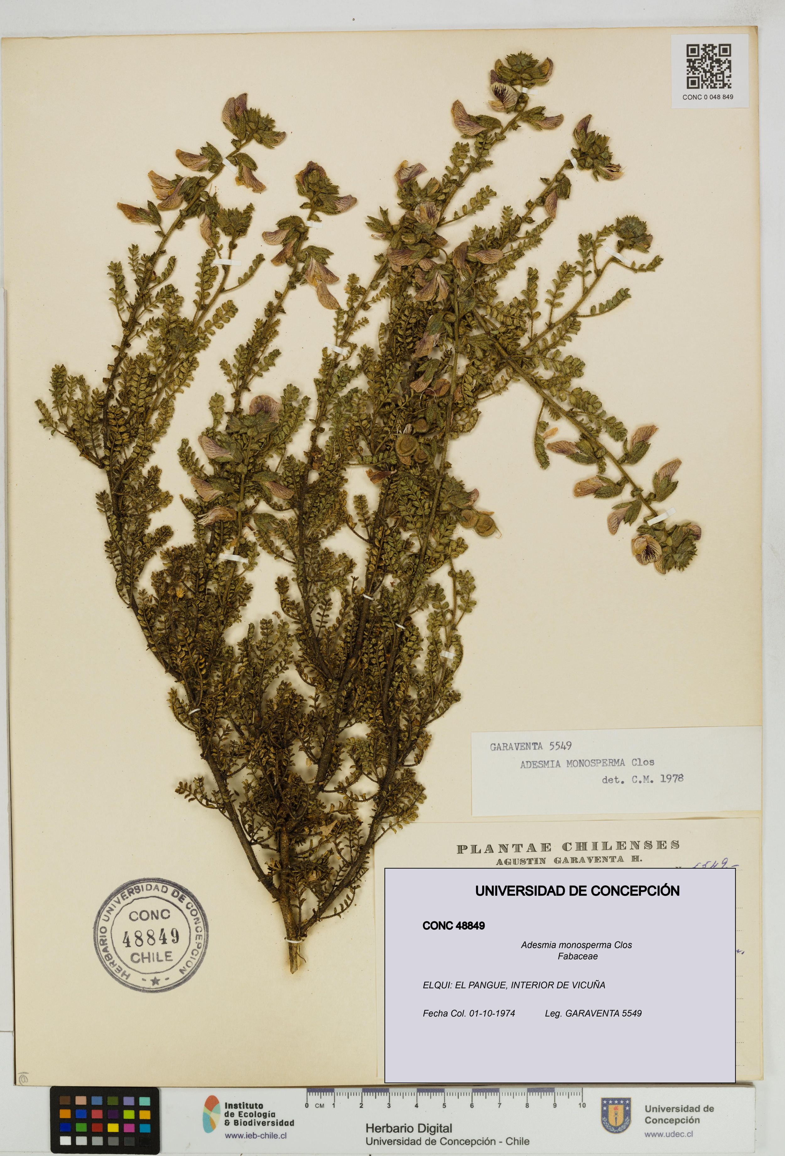 Adesmia monosperma [Espécimen: ]