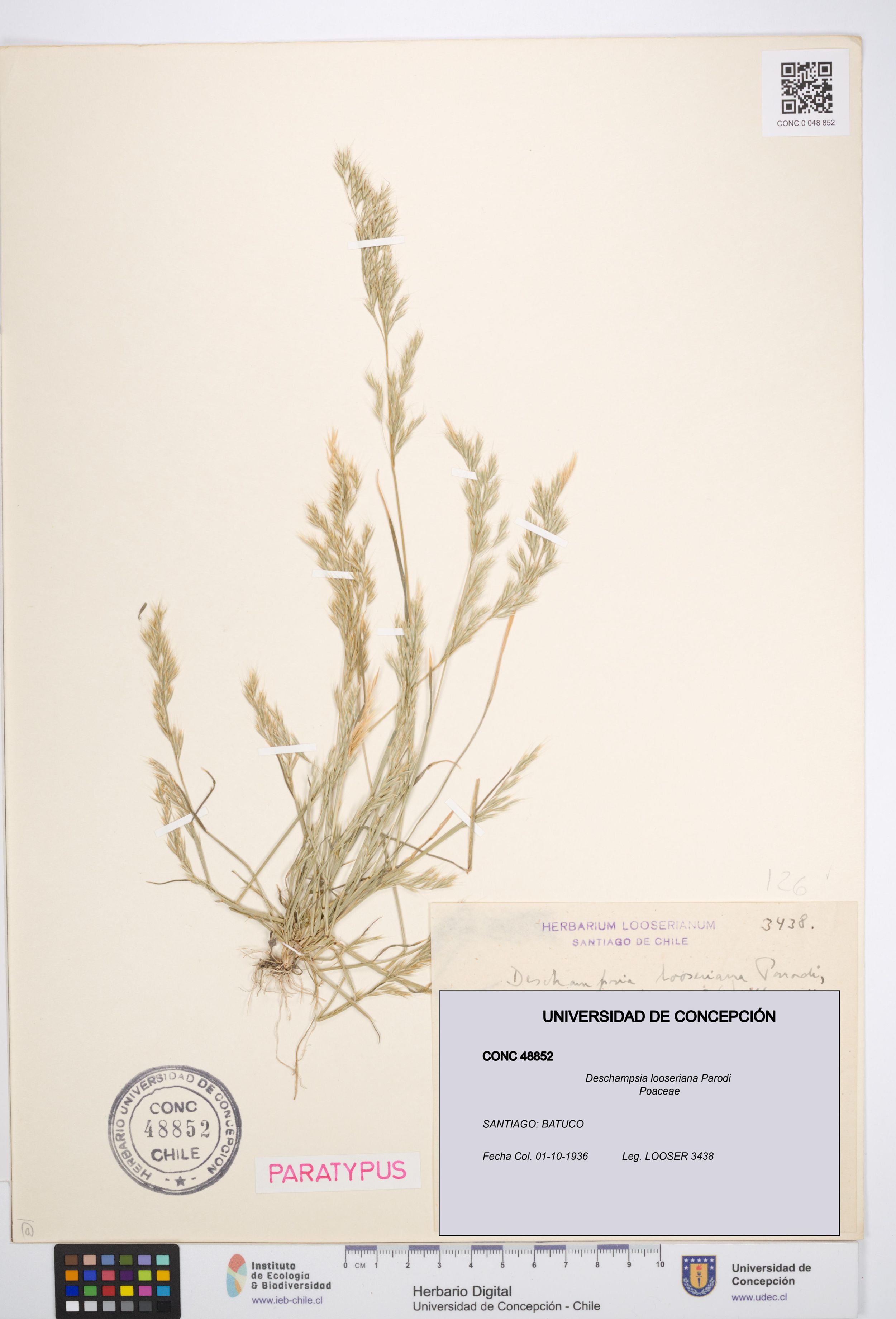 Deschampsia looseriana [Espécimen: ]