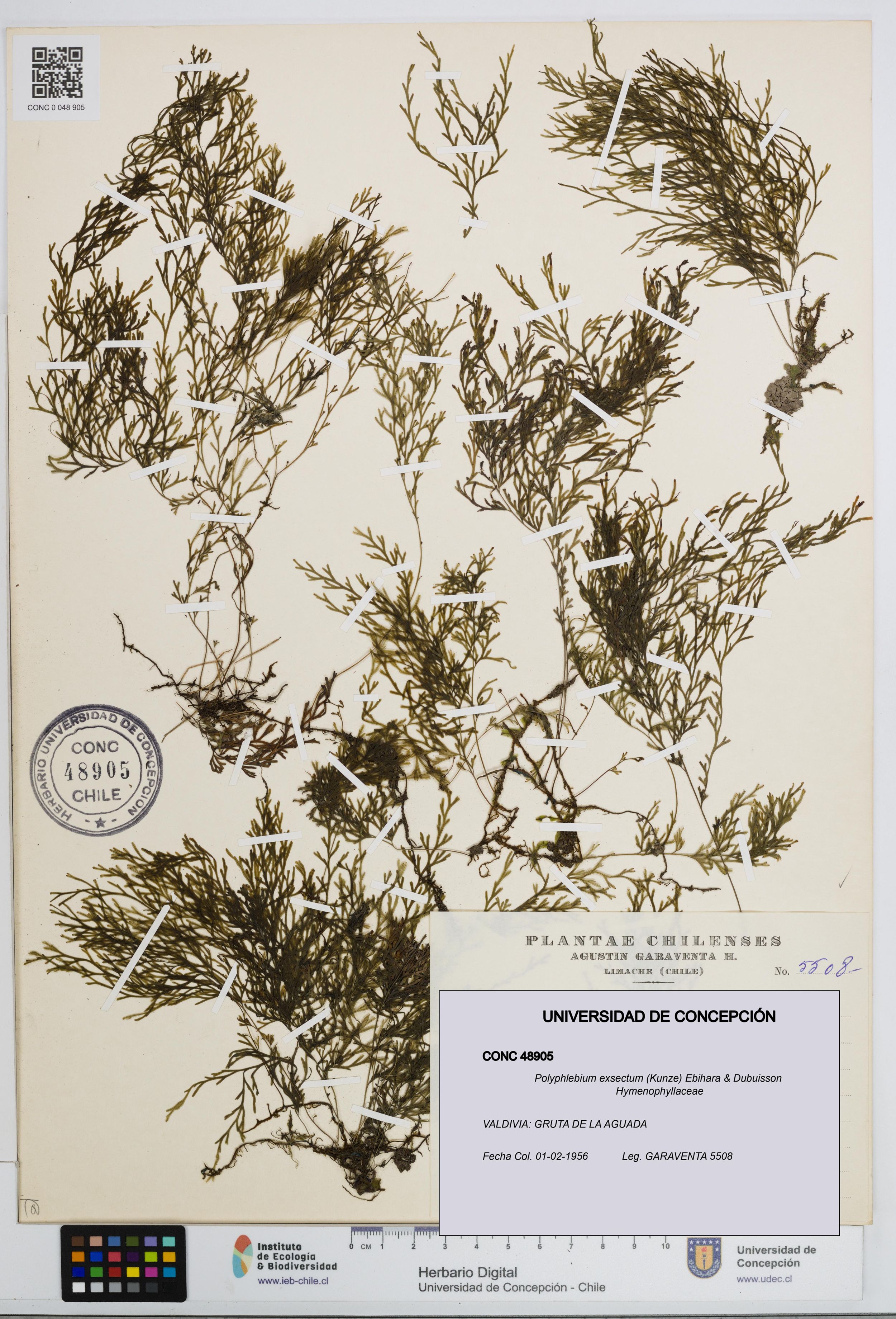Polyphlebium exsectum [Espécimen: ]