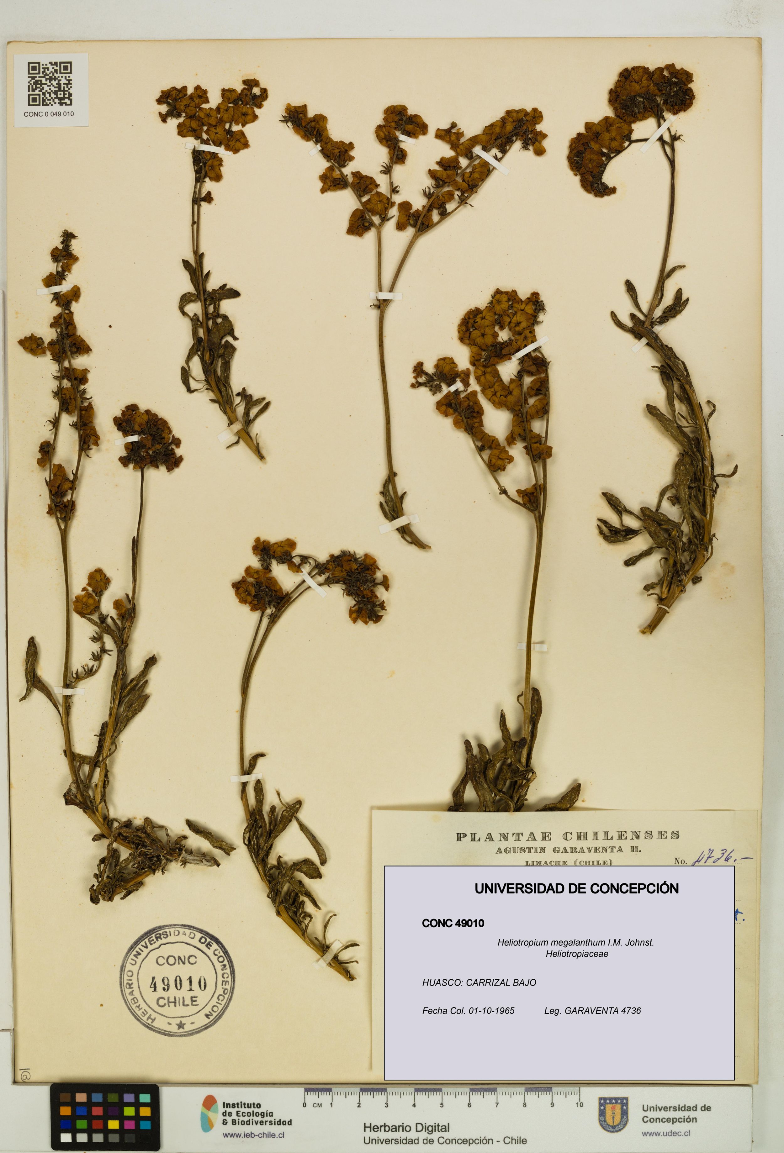 Heliotropium megalanthum [Espécimen: ]