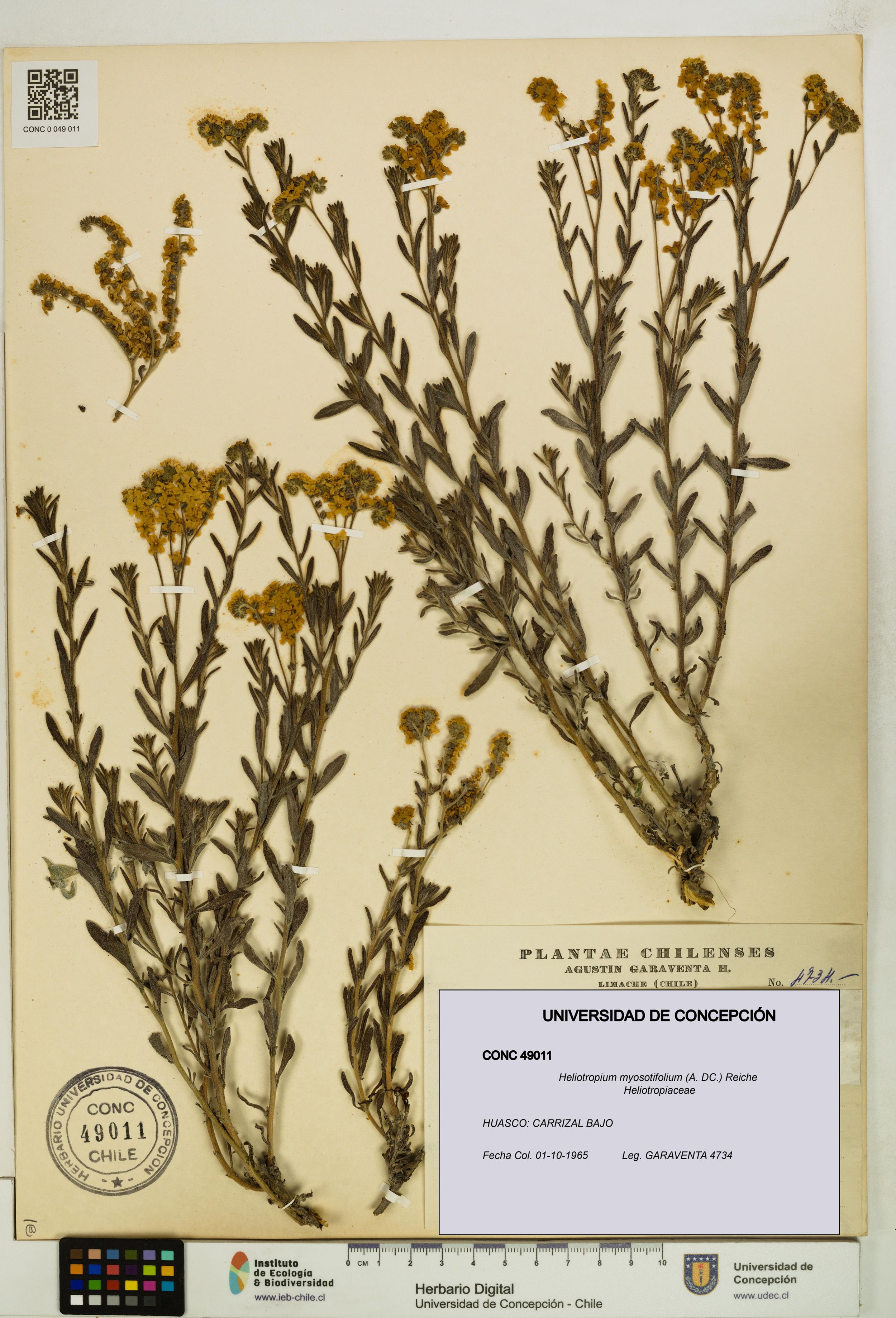 Heliotropium myosotifolium [Espécimen: ]