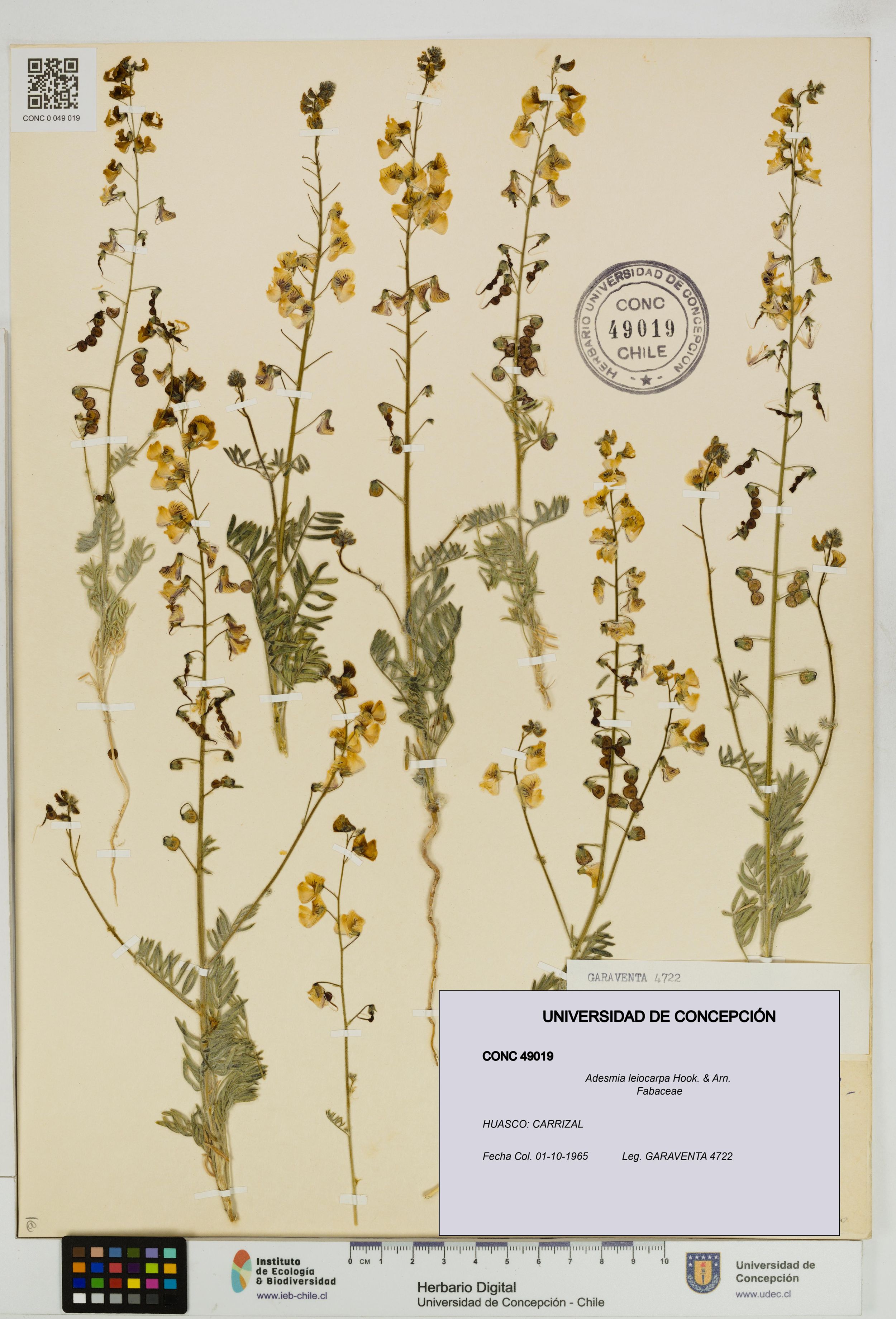 Adesmia leiocarpa [Espécimen: ]