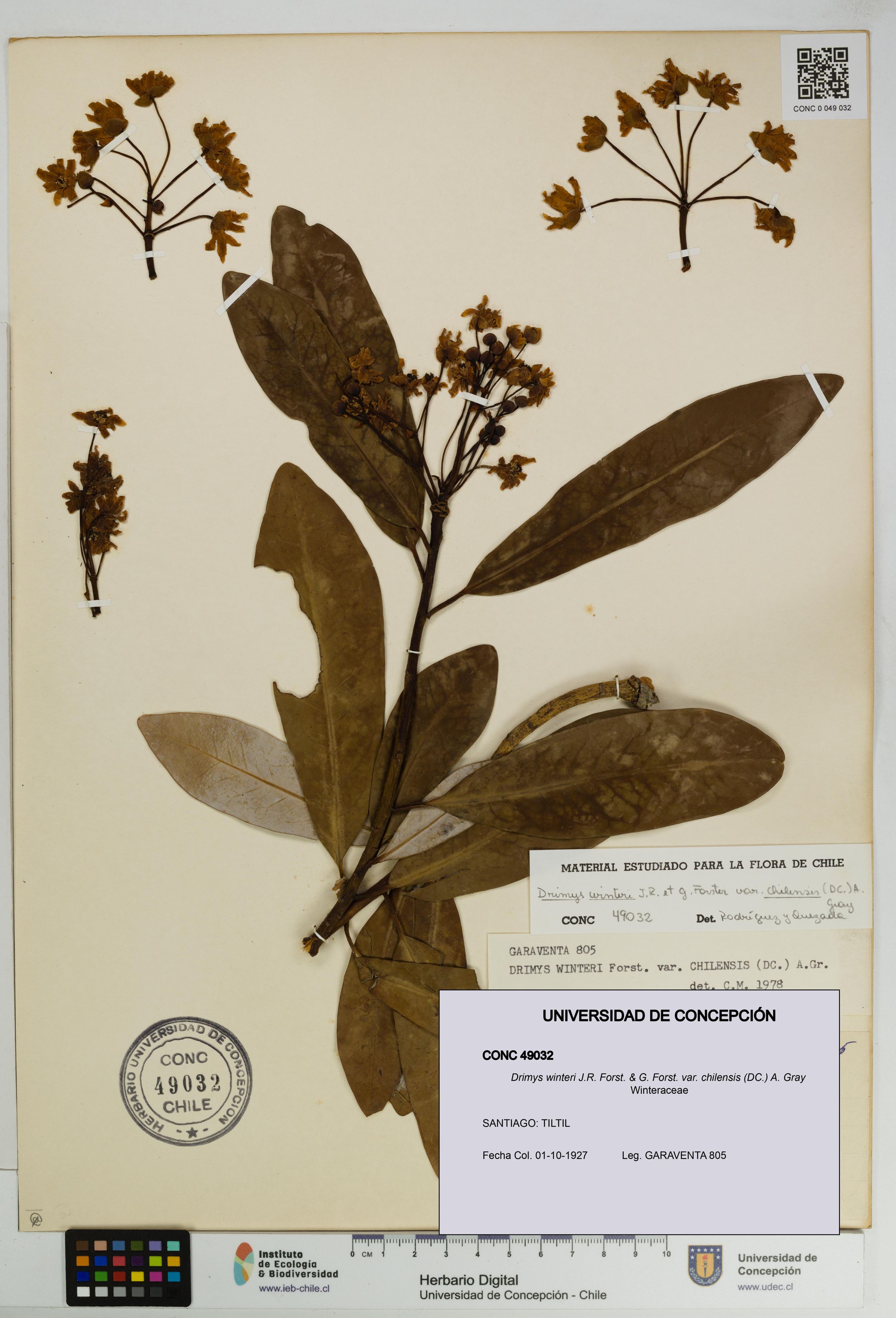 Drimys winteri var. chilensis [Espécimen: ]