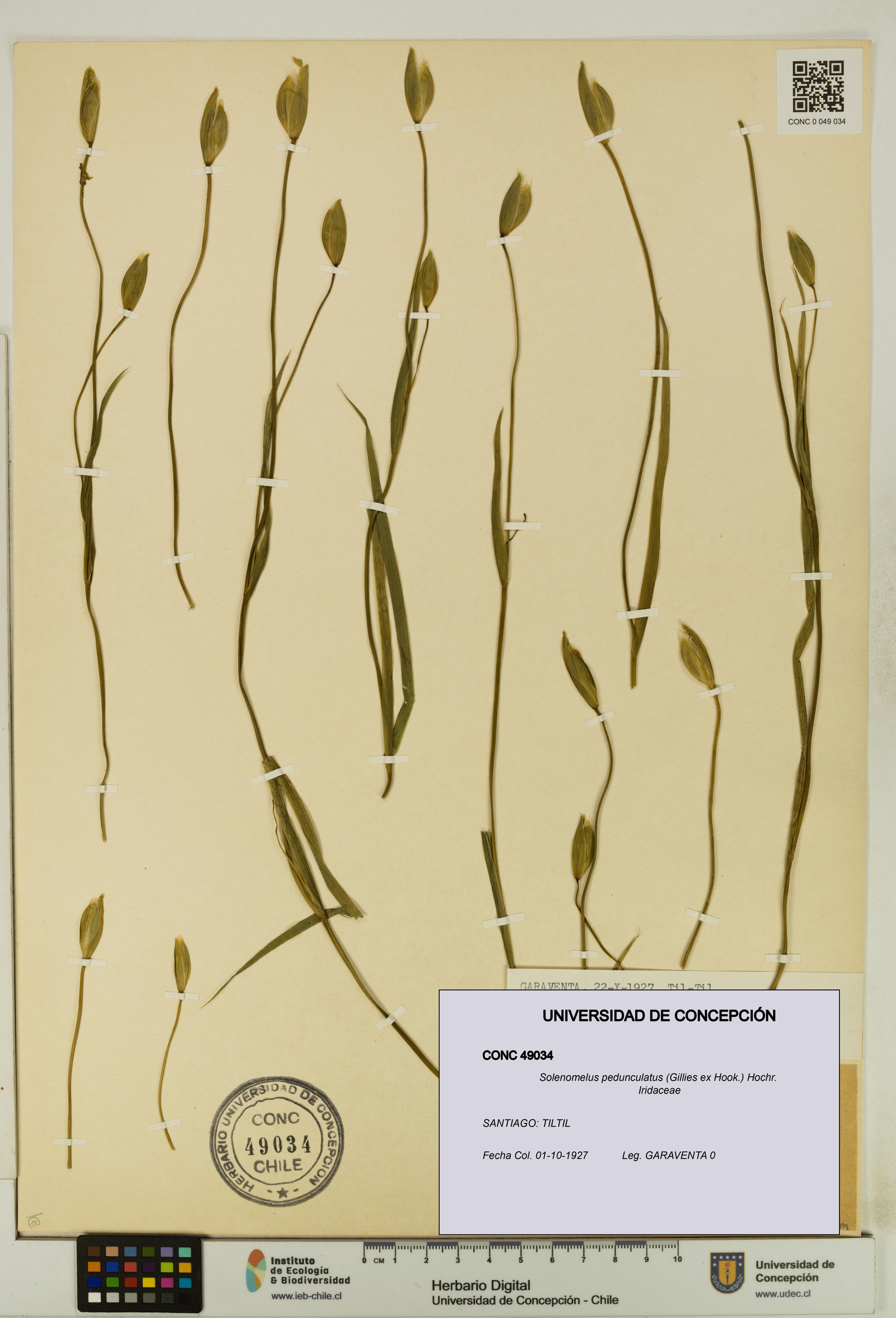 Solenomelus pedunculatus [Espécimen: ]