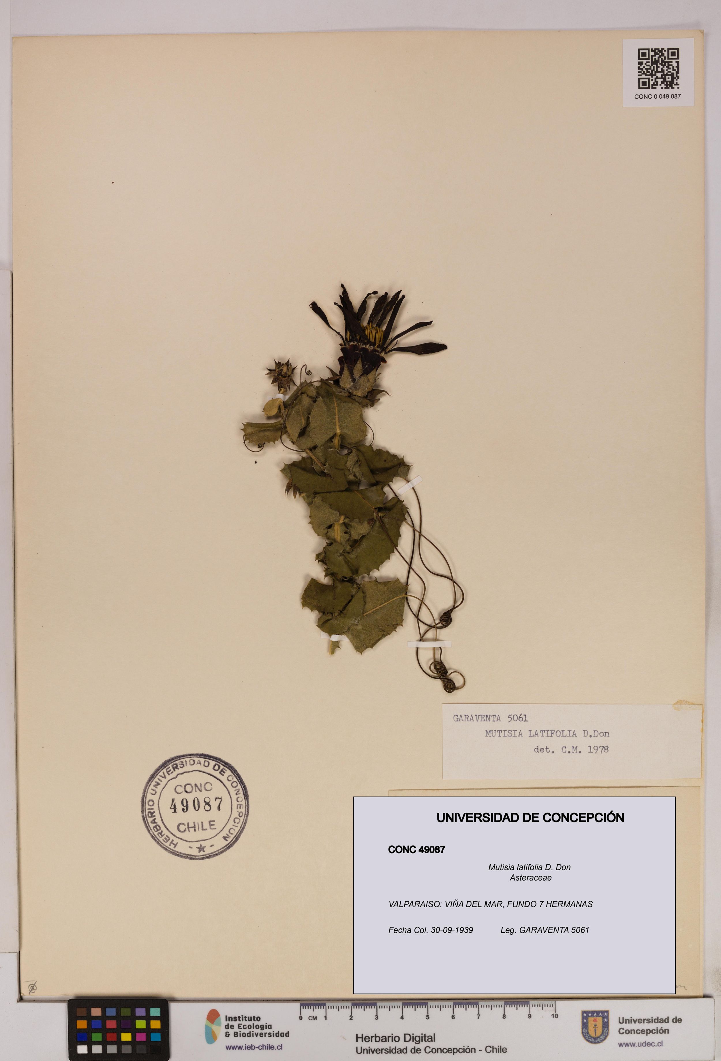 Mutisia latifolia [Espécimen: ]