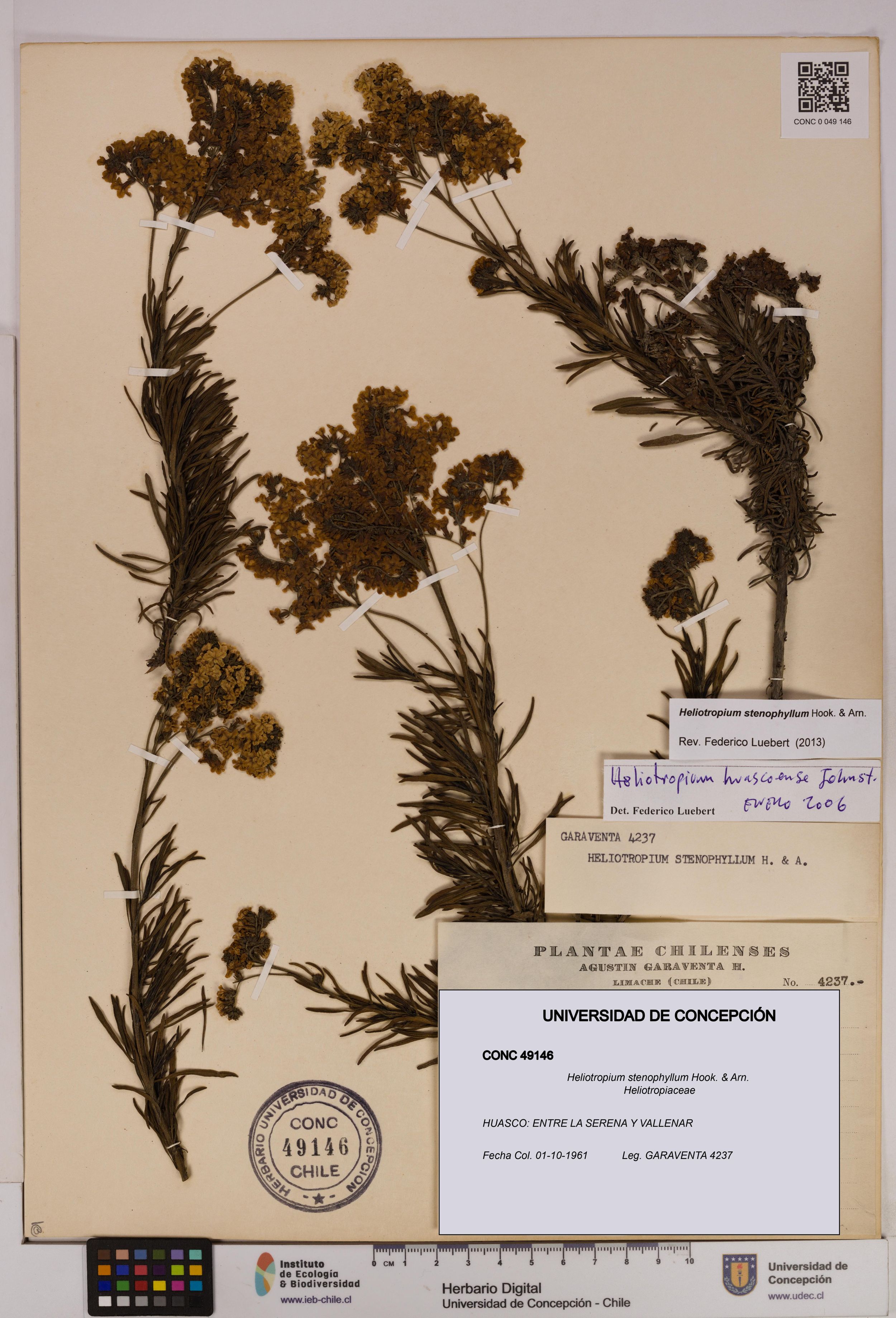 Heliotropium stenophyllum [Espécimen: ]