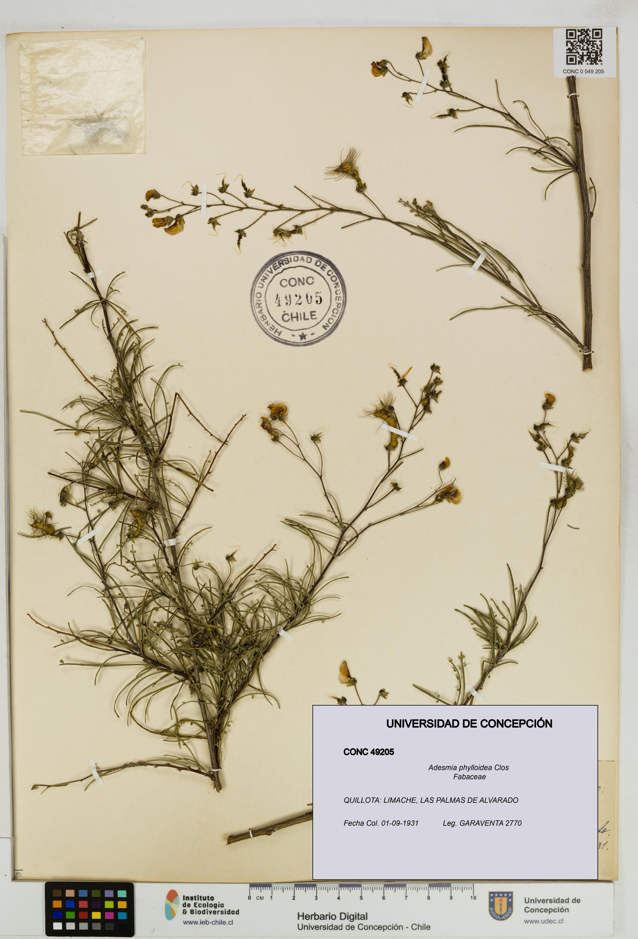 Adesmia phylloidea [Espécimen: ]