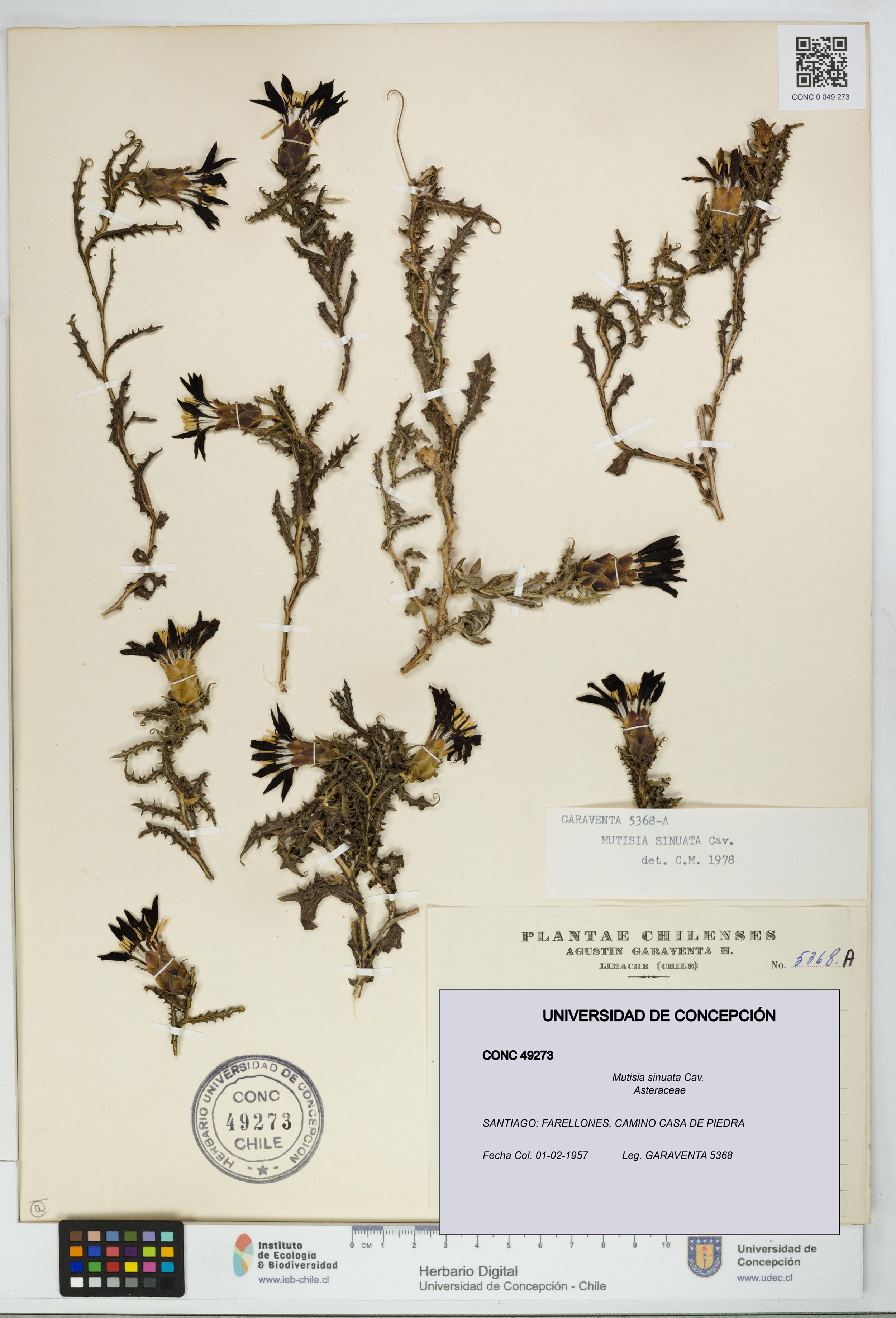 Mutisia sinuata [Espécimen: ]
