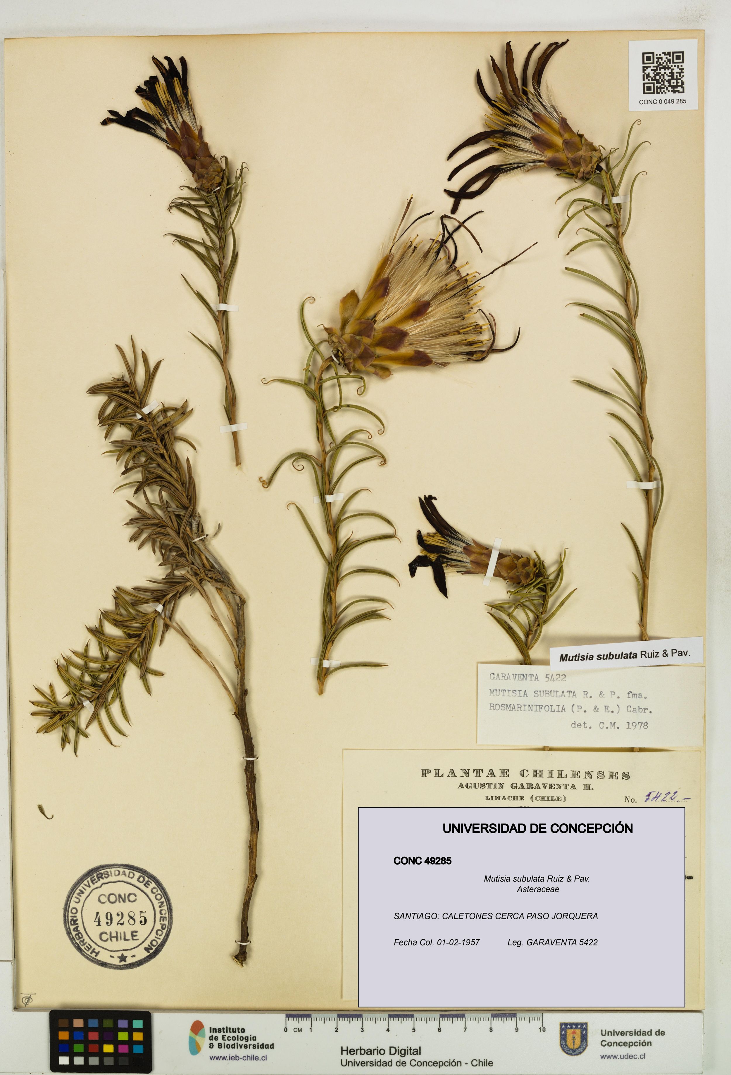 Mutisia subulata [Espécimen: ]
