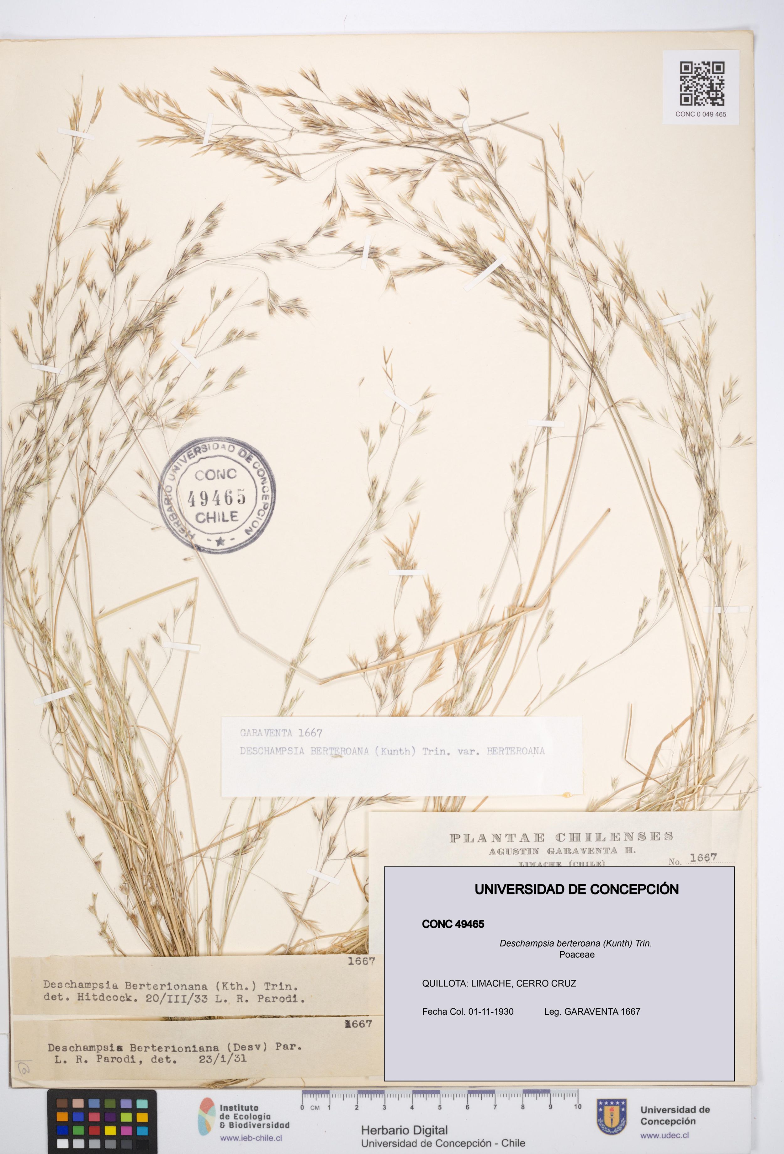 Deschampsia berteroana [Espécimen: ]