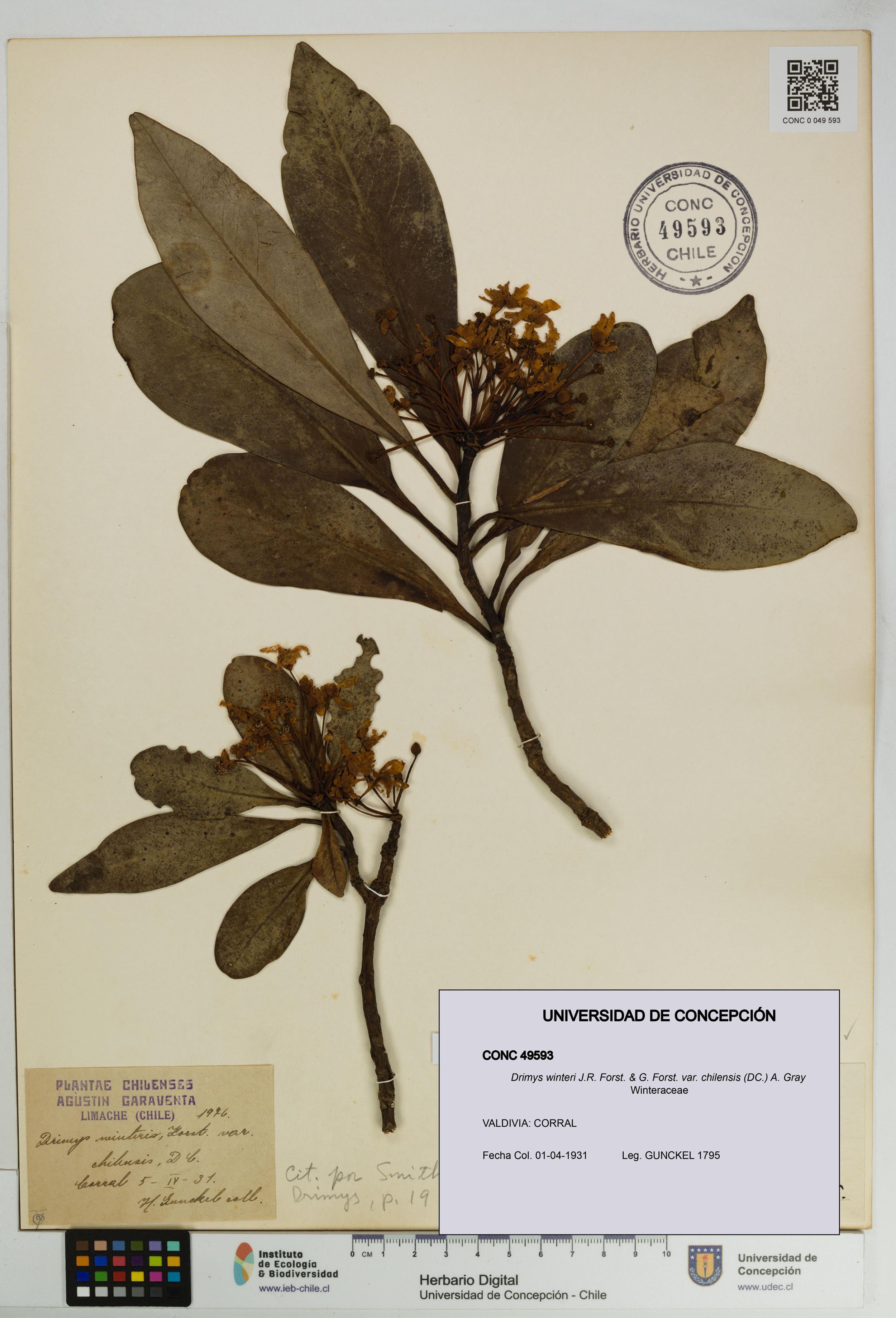 Drimys winteri var. chilensis [Espécimen: ]