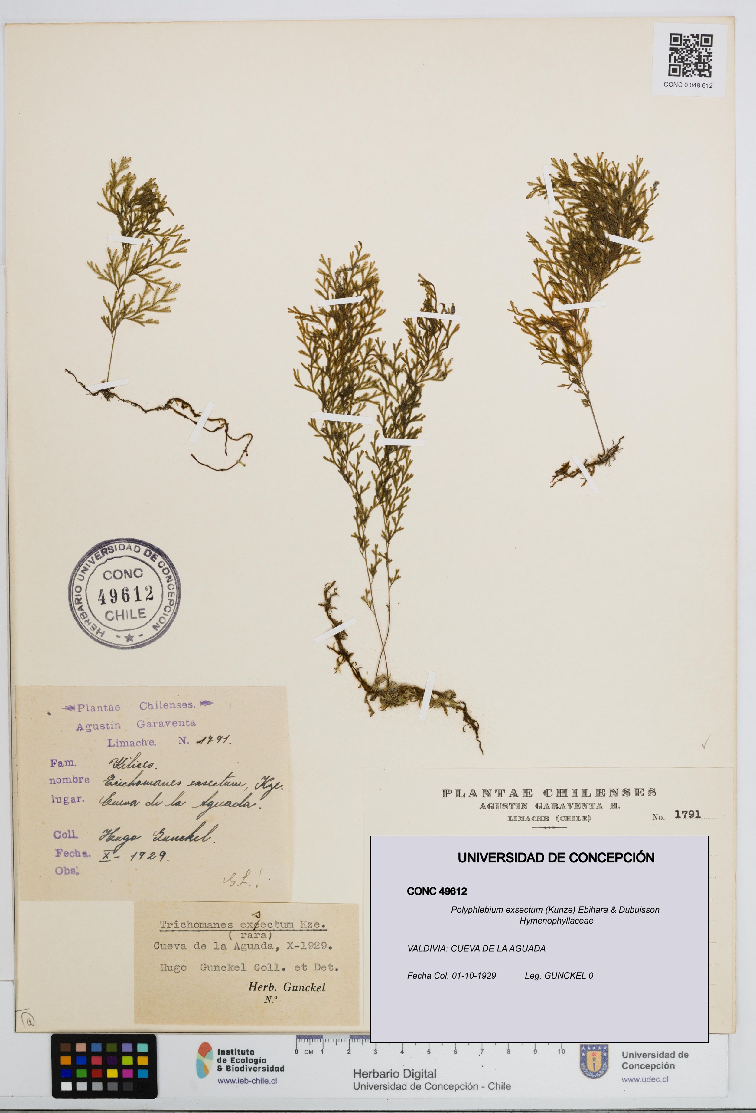 Polyphlebium exsectum [Espécimen: ]