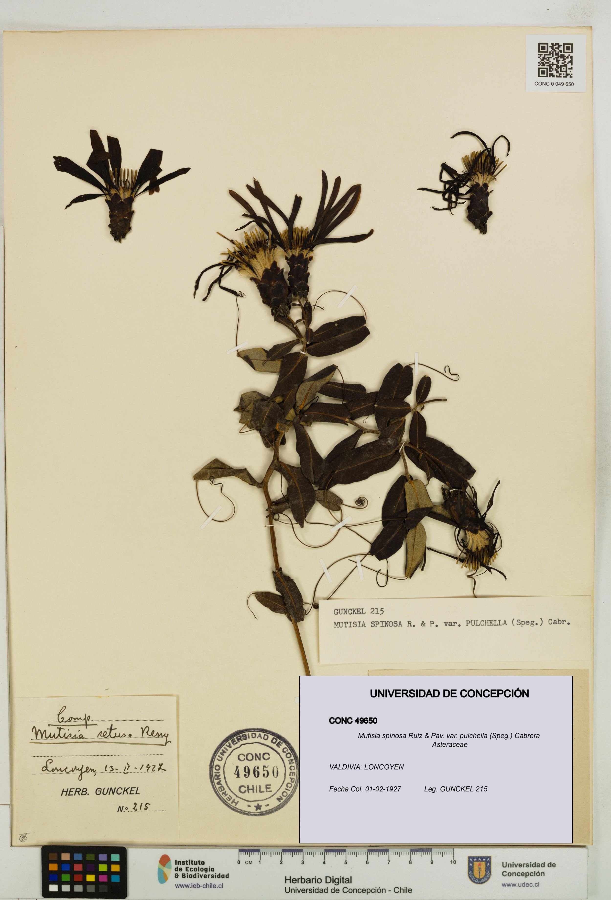 Mutisia spinosa var. pulchella [Espécimen: ]