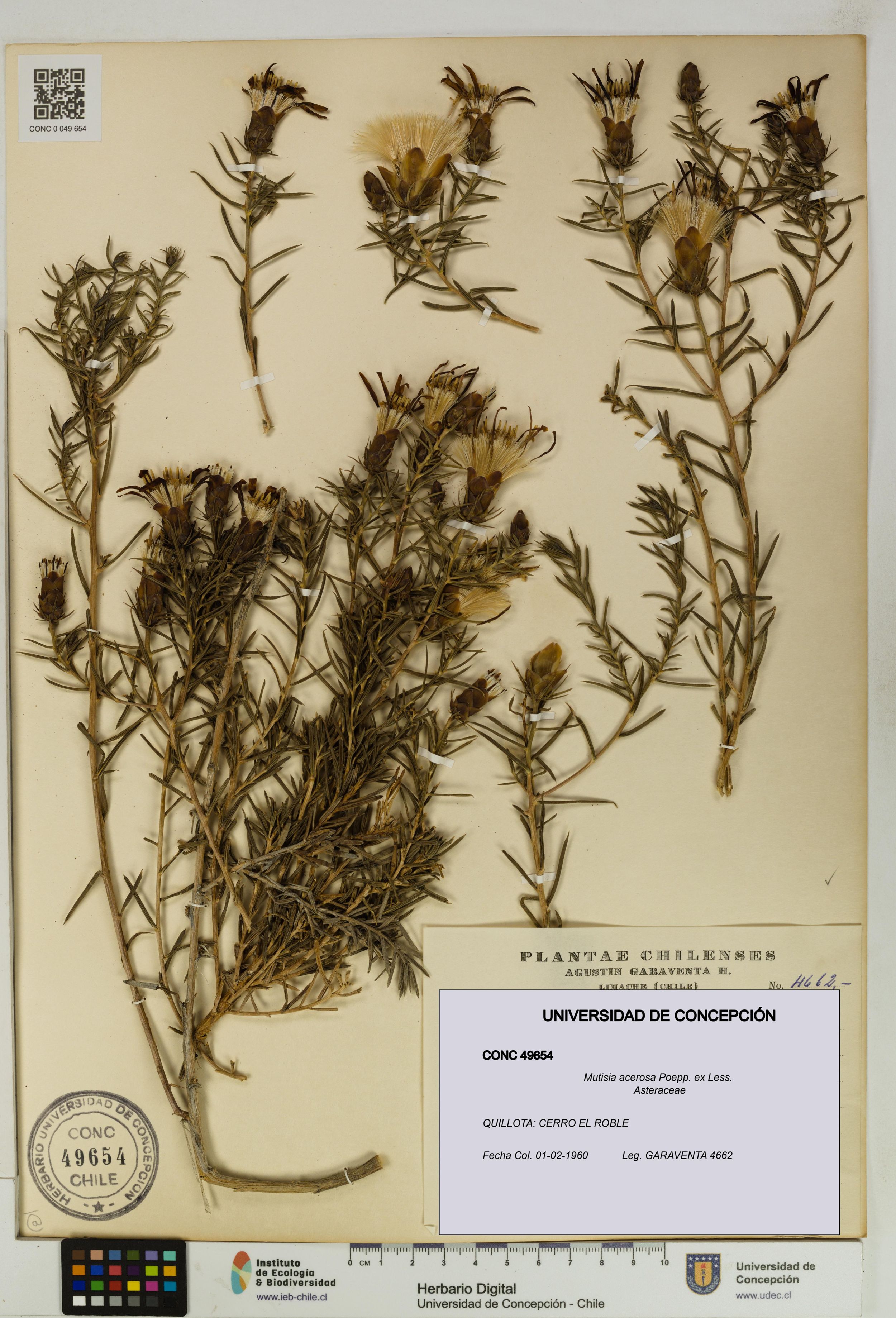 Mutisia acerosa [Espécimen: ]