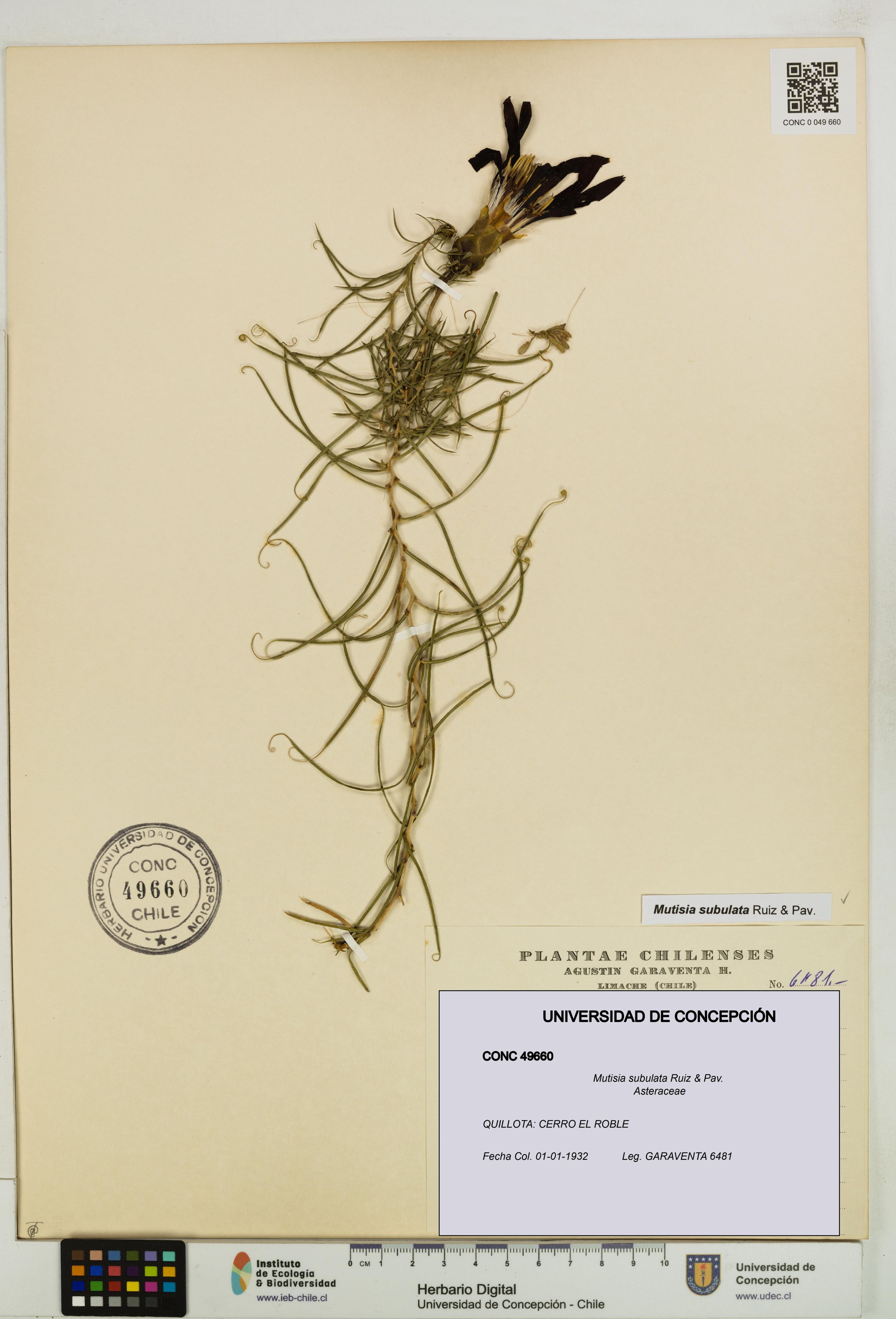 Mutisia subulata [Espécimen: ]