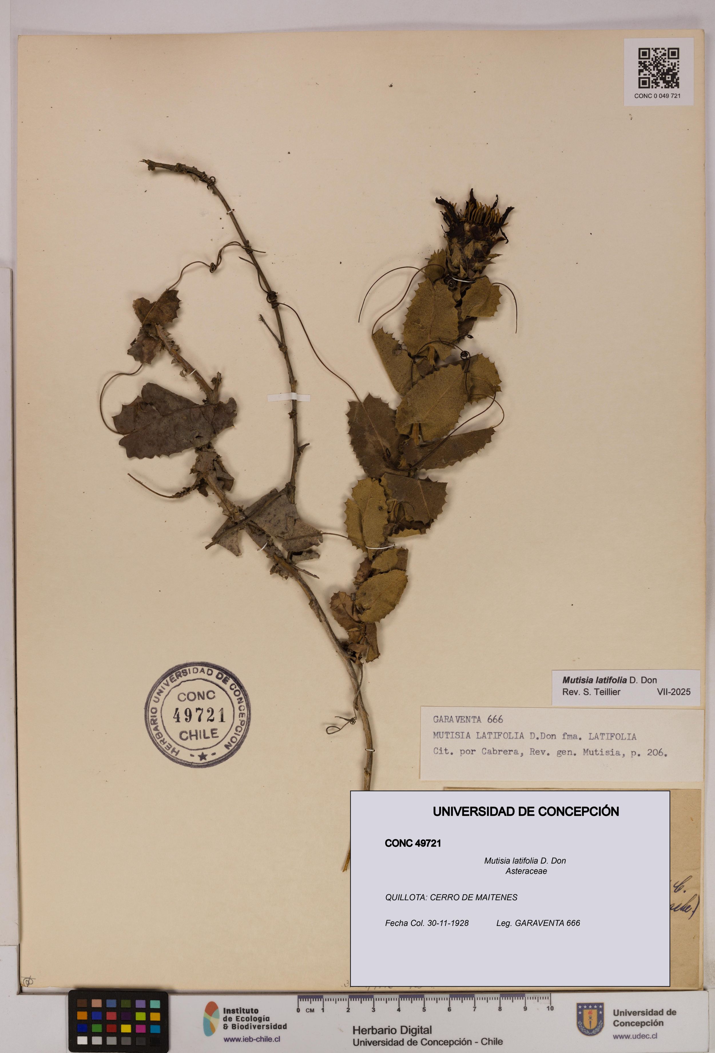 Mutisia latifolia [Espécimen: ]
