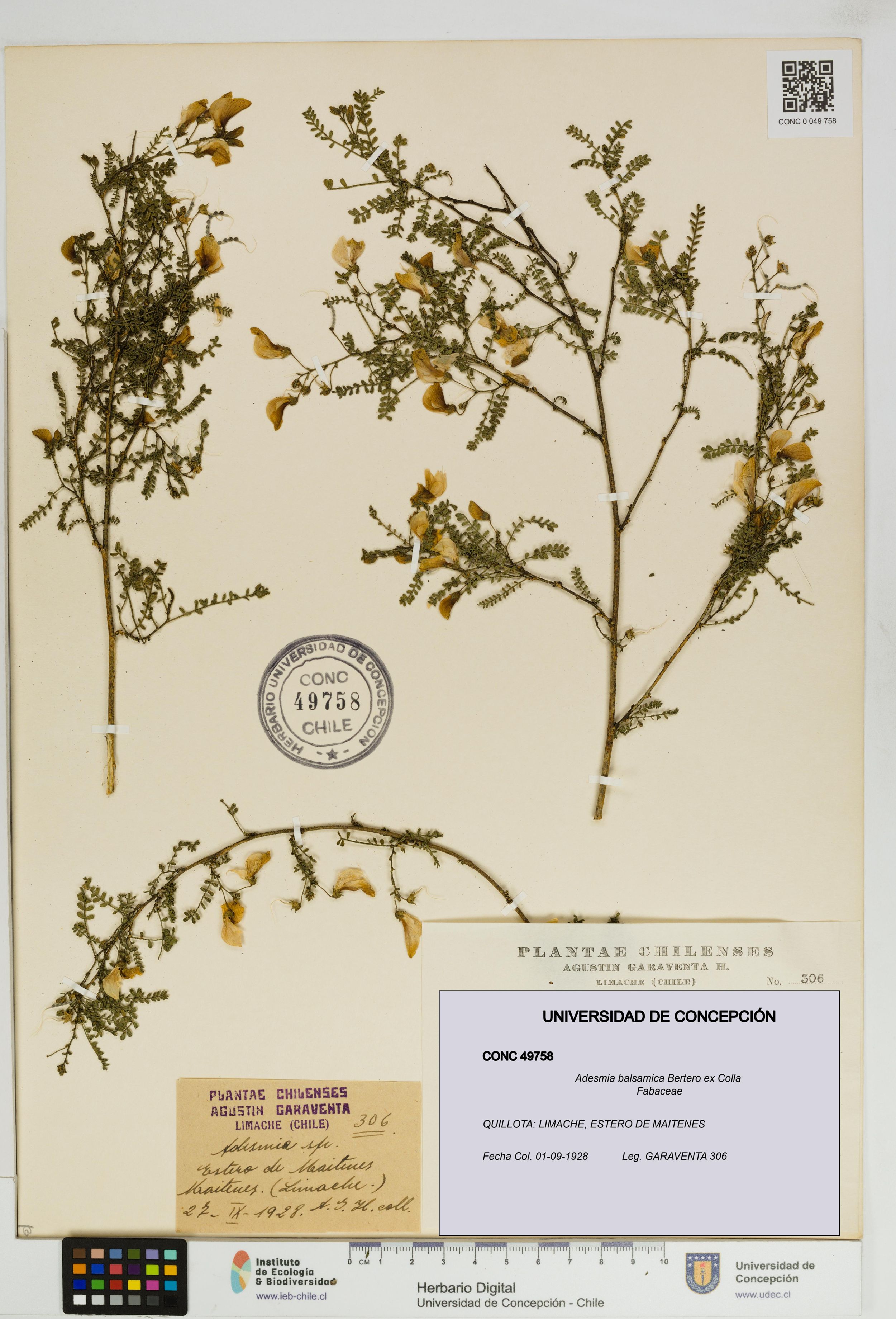 Adesmia balsamica [Espécimen: ]