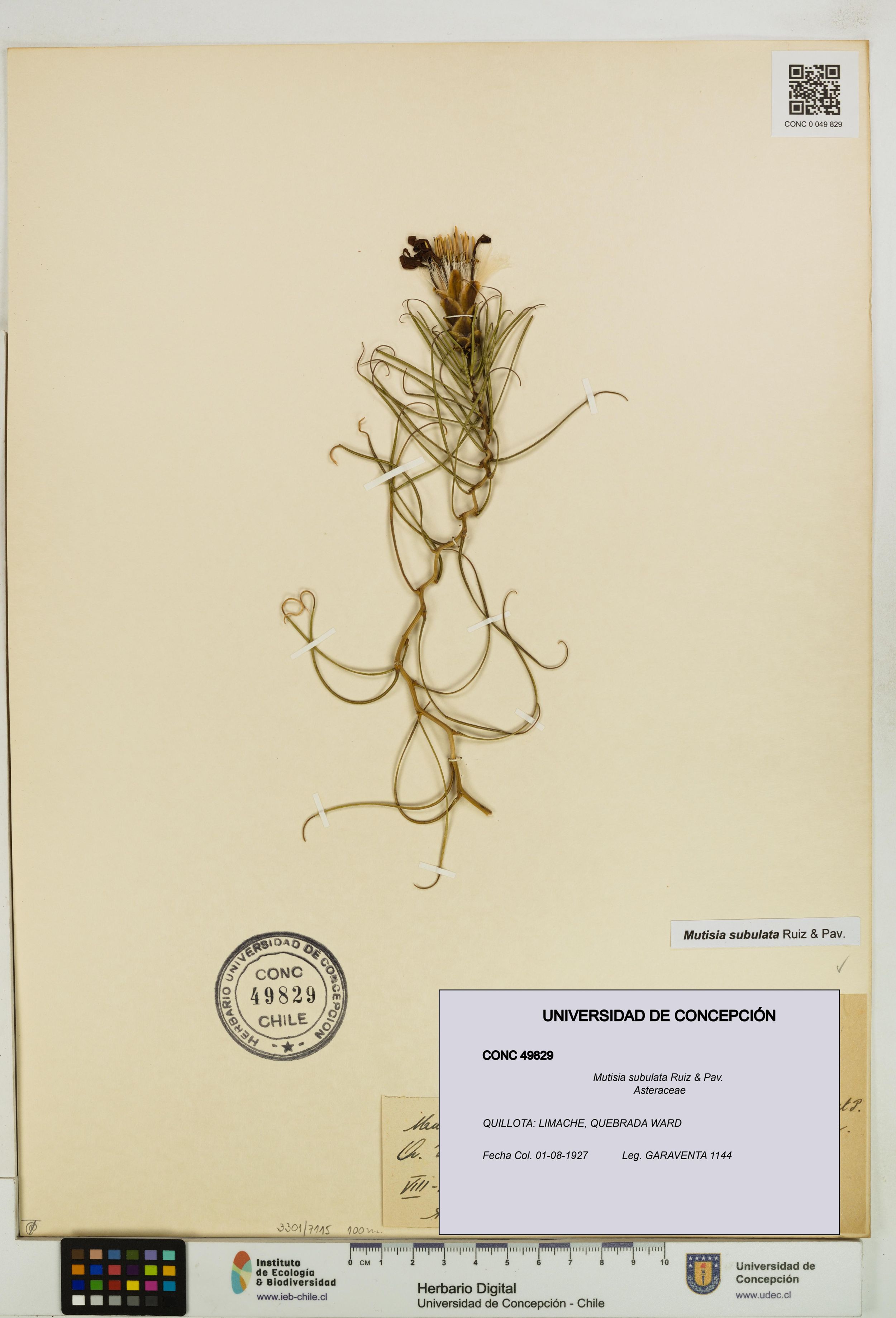 Mutisia subulata [Espécimen: ]
