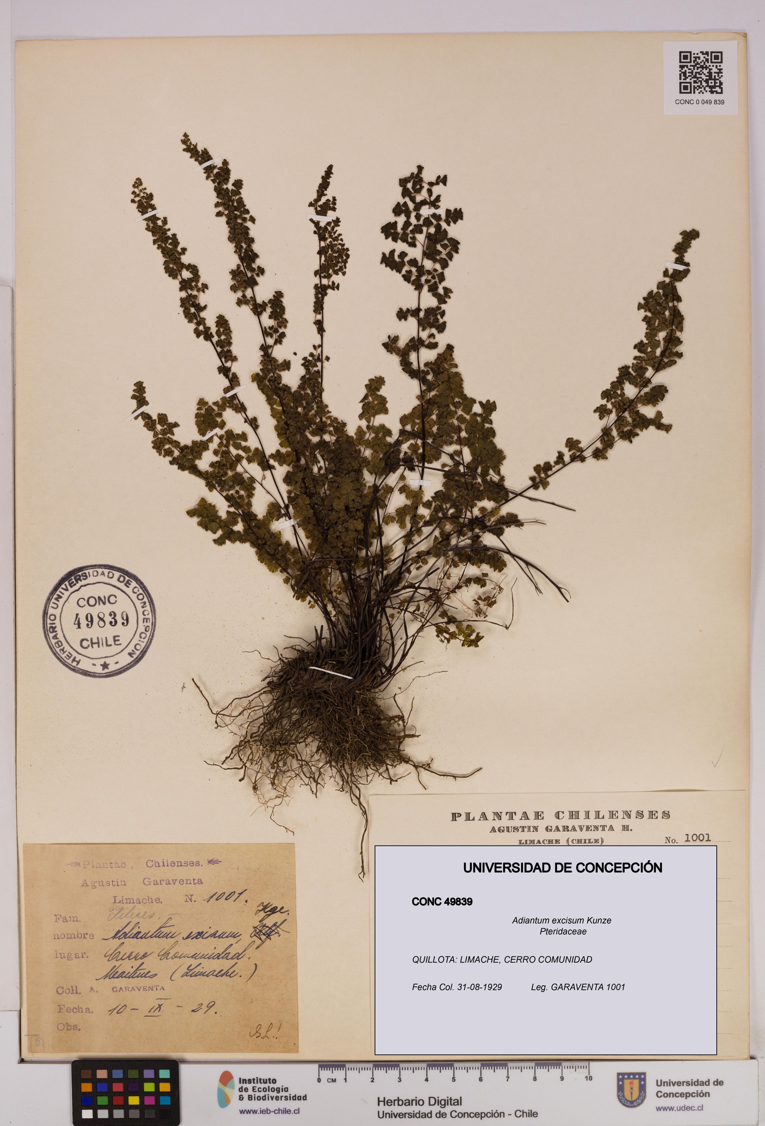 Adiantum excisum [Espécimen: ]