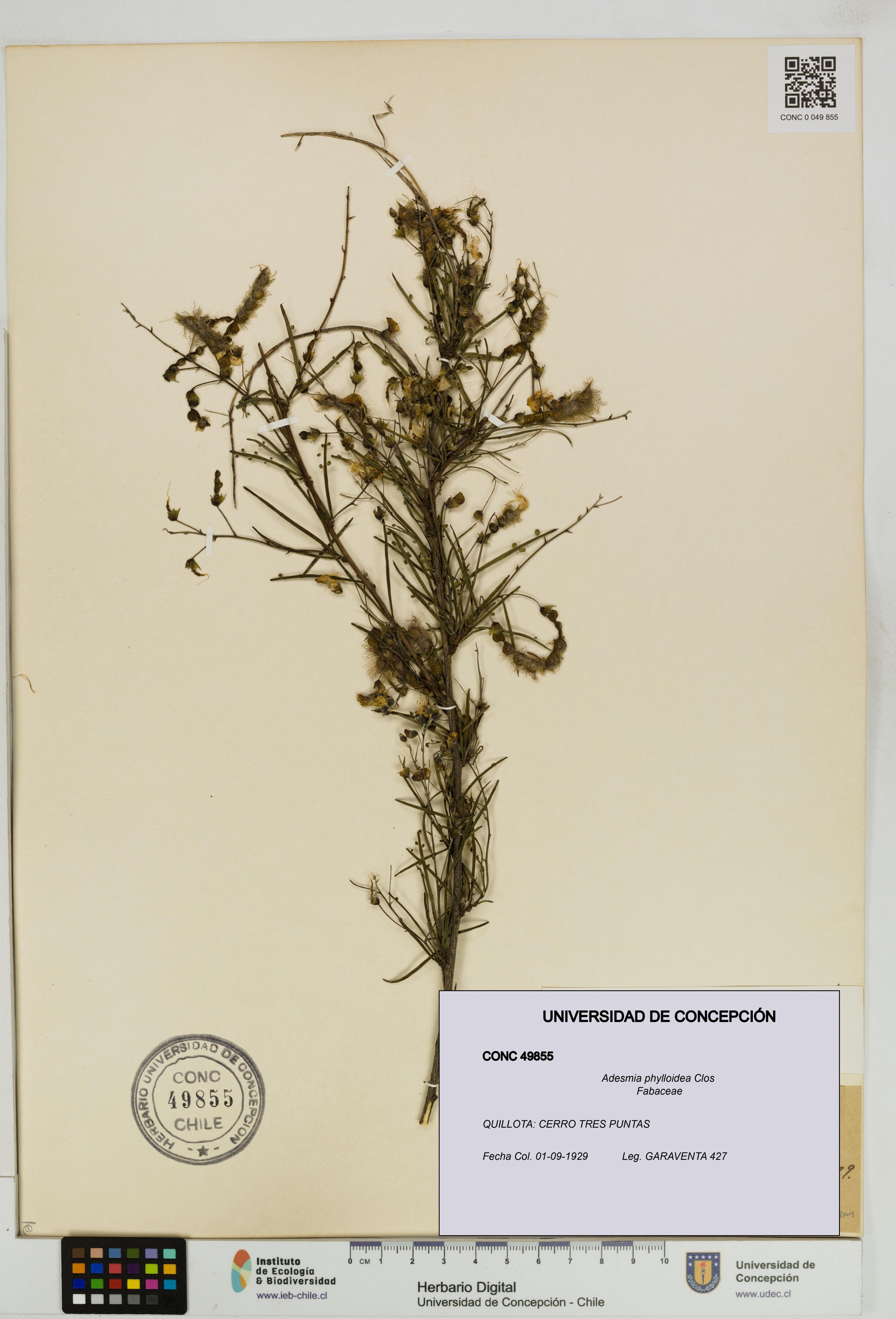 Adesmia phylloidea [Espécimen: ]