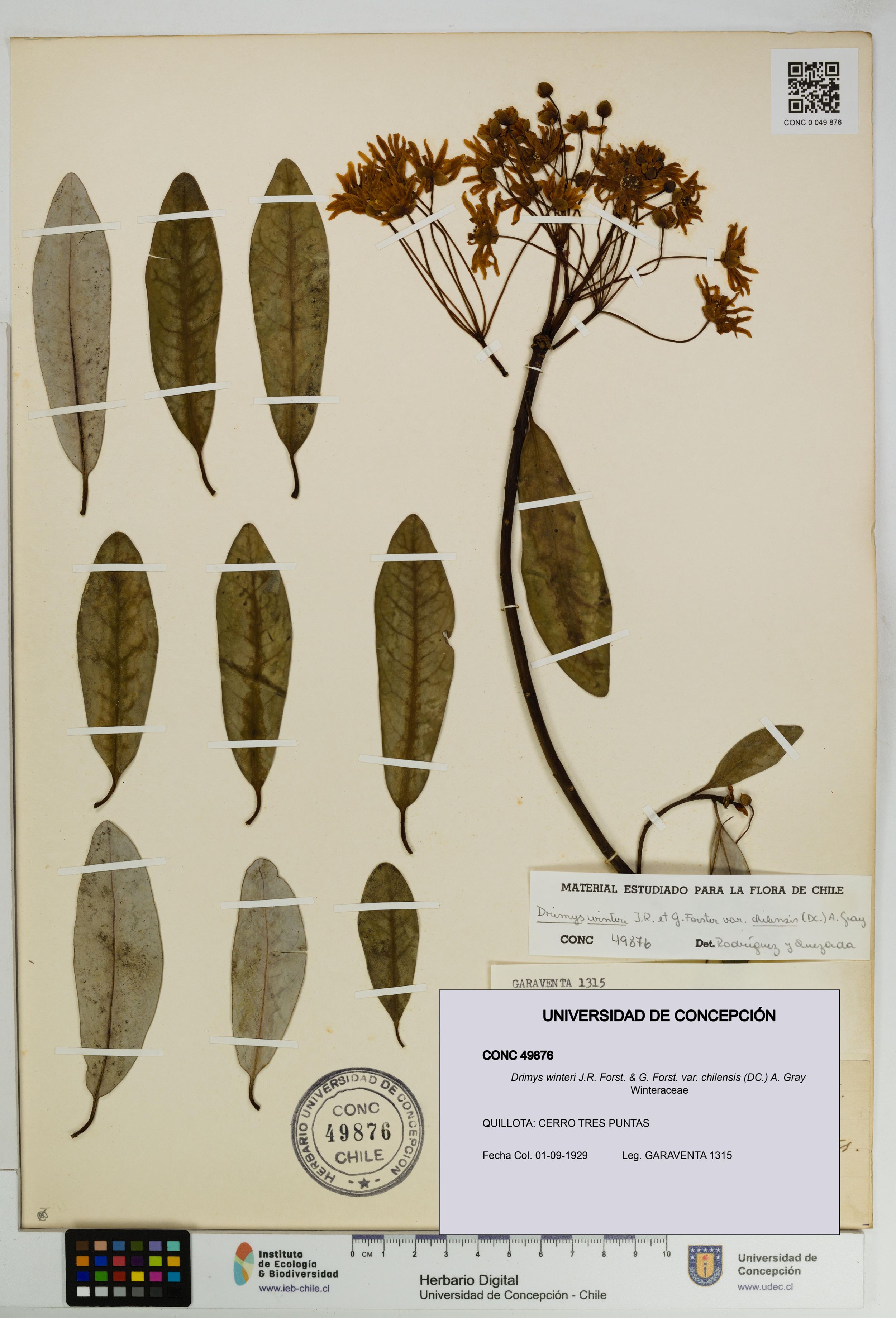 Drimys winteri var. chilensis [Espécimen: ]