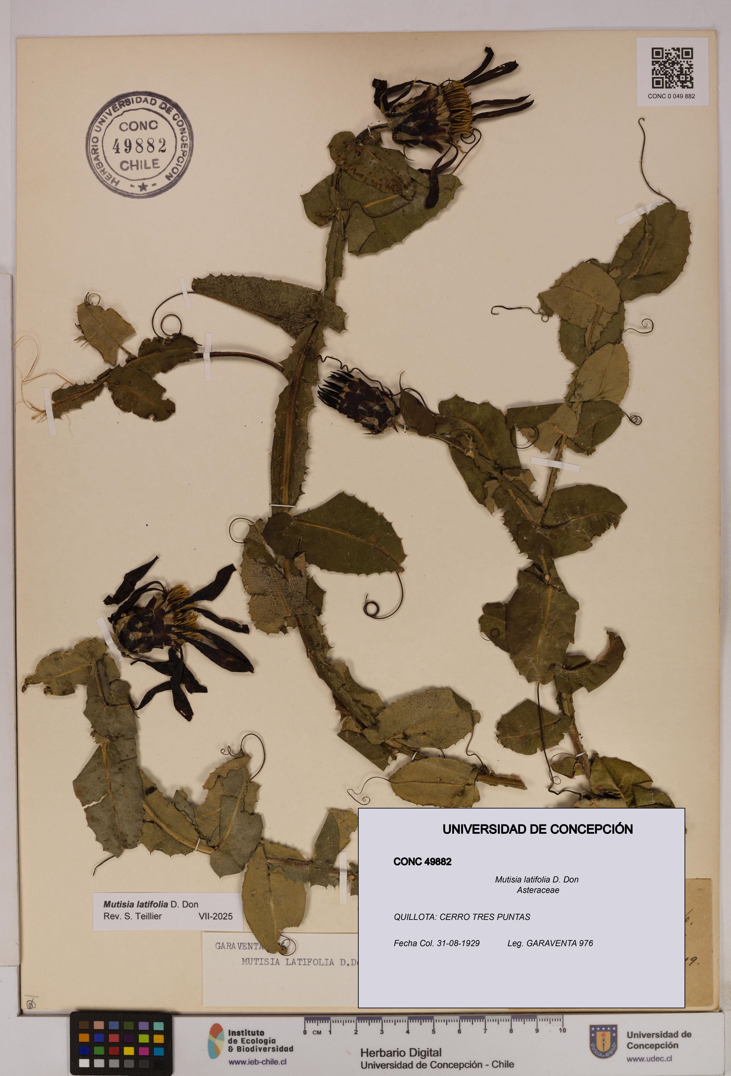 Mutisia latifolia [Espécimen: ]