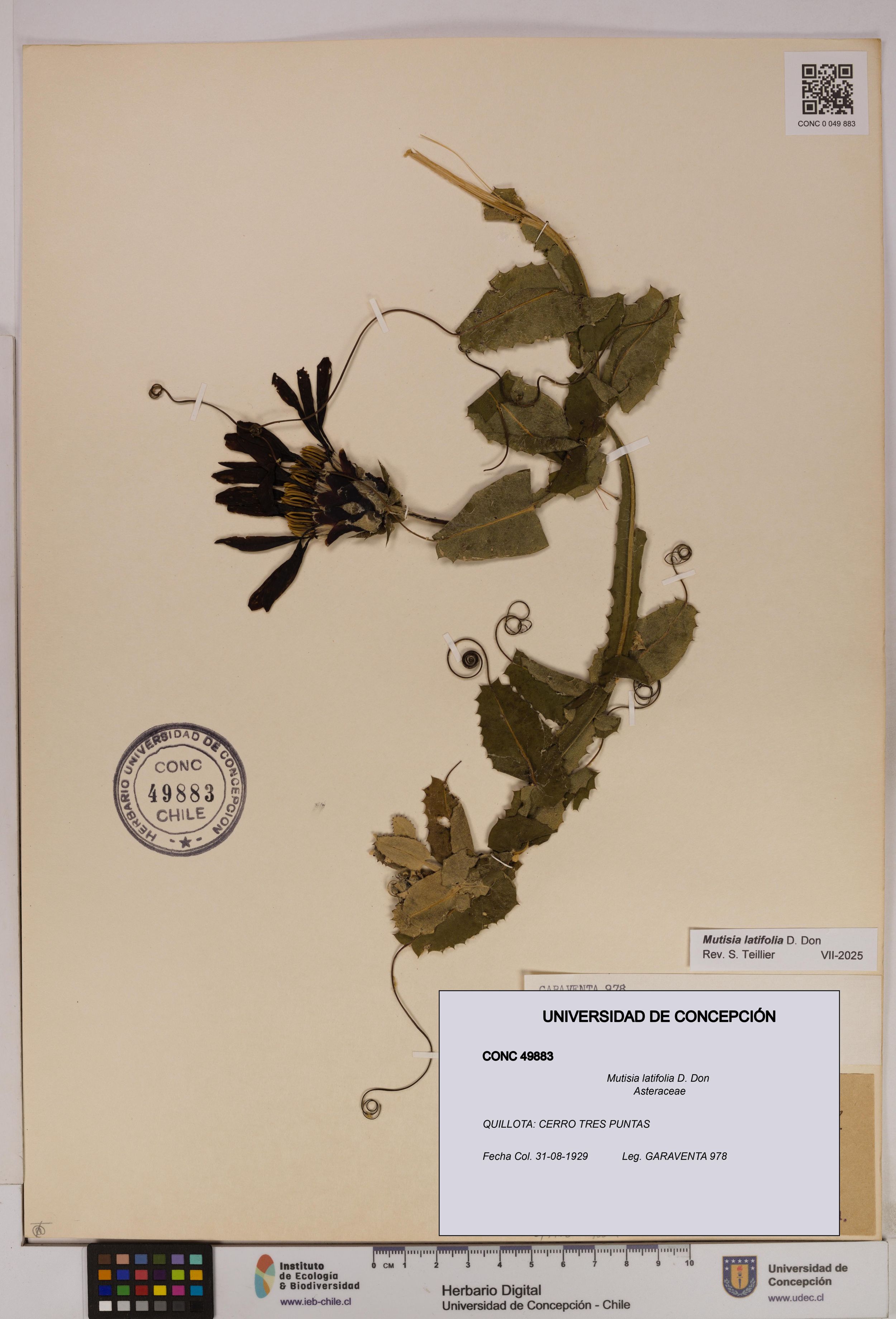 Mutisia latifolia [Espécimen: ]