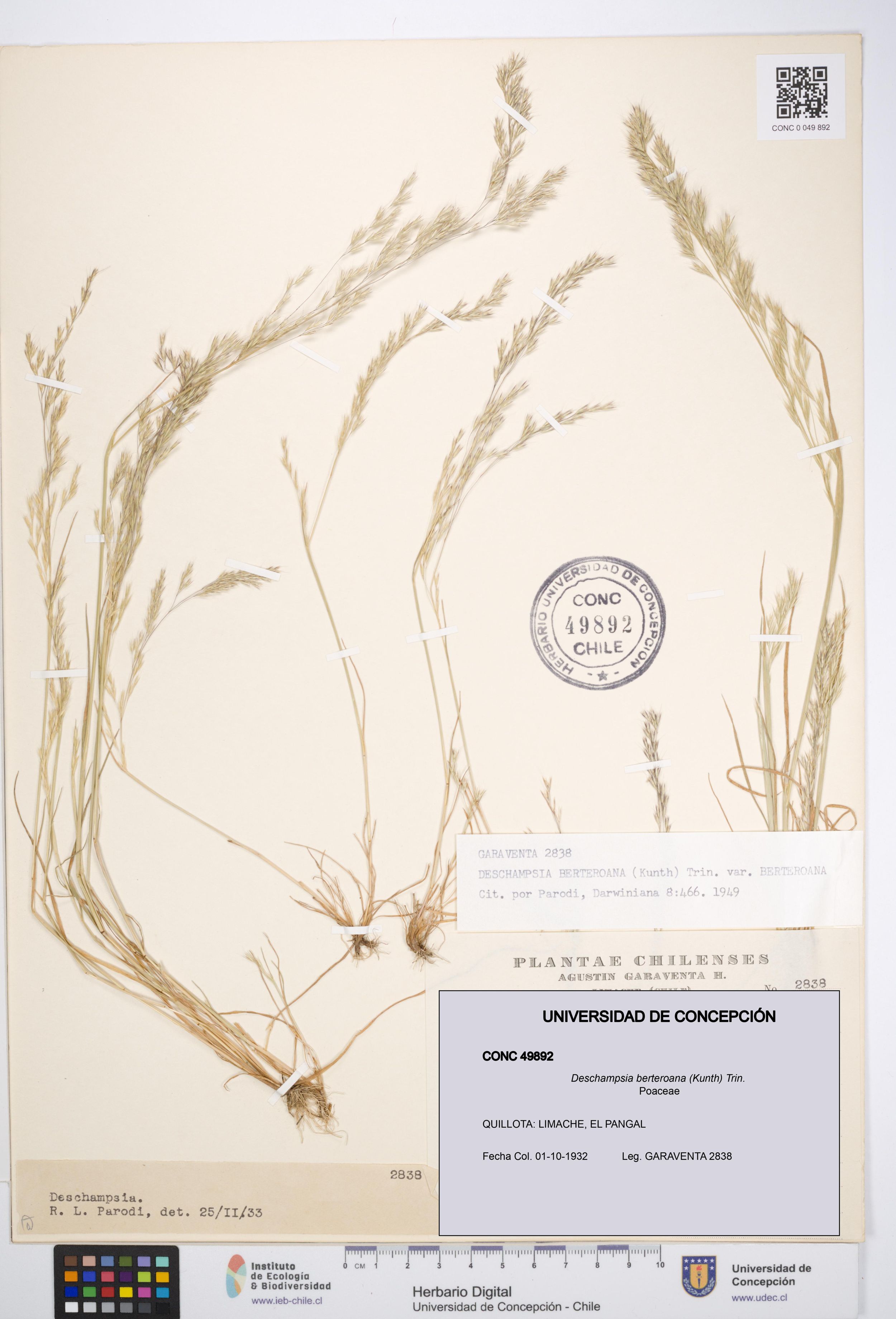 Deschampsia berteroana [Espécimen: ]