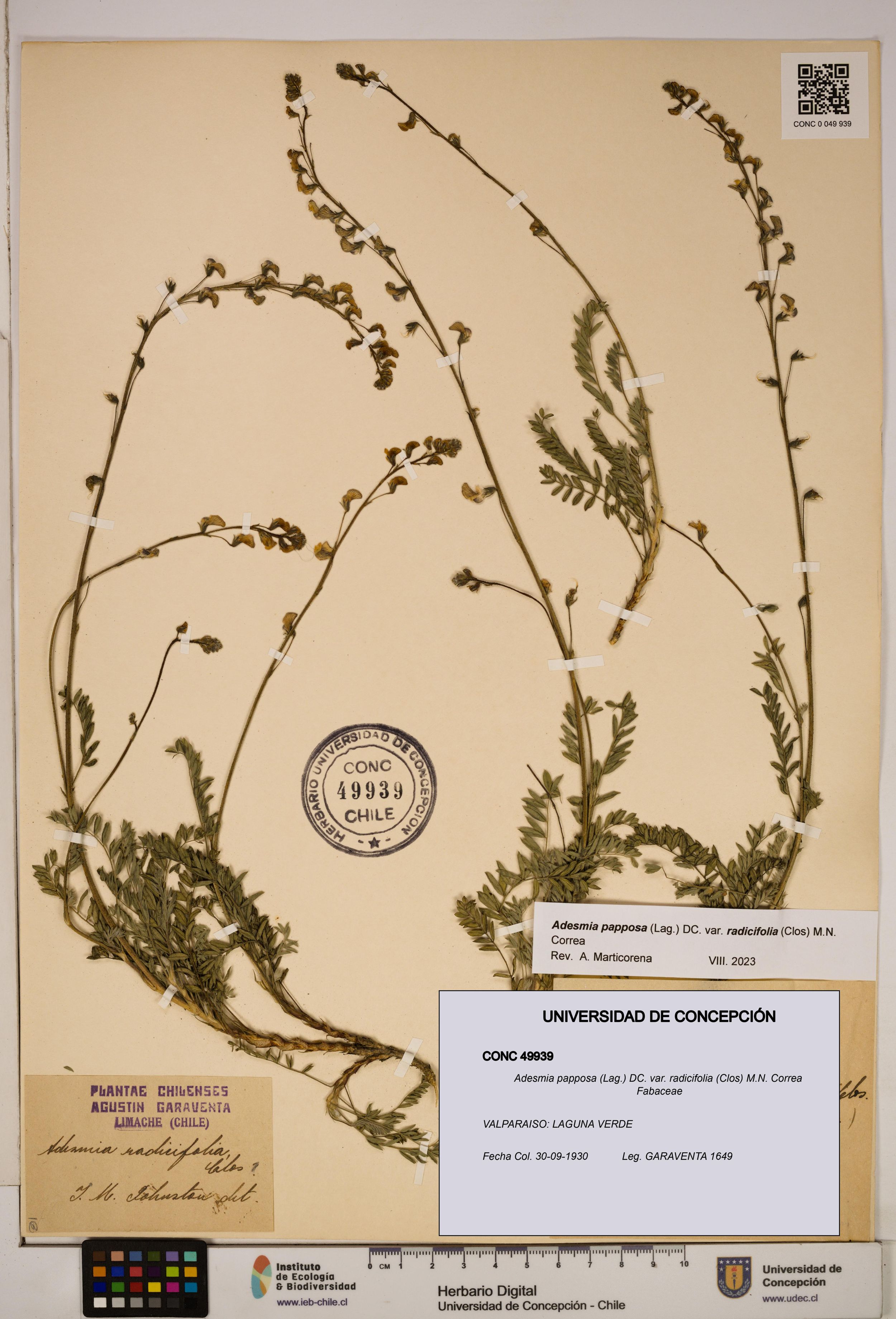 Adesmia papposa var. radicifolia [Espécimen: ]