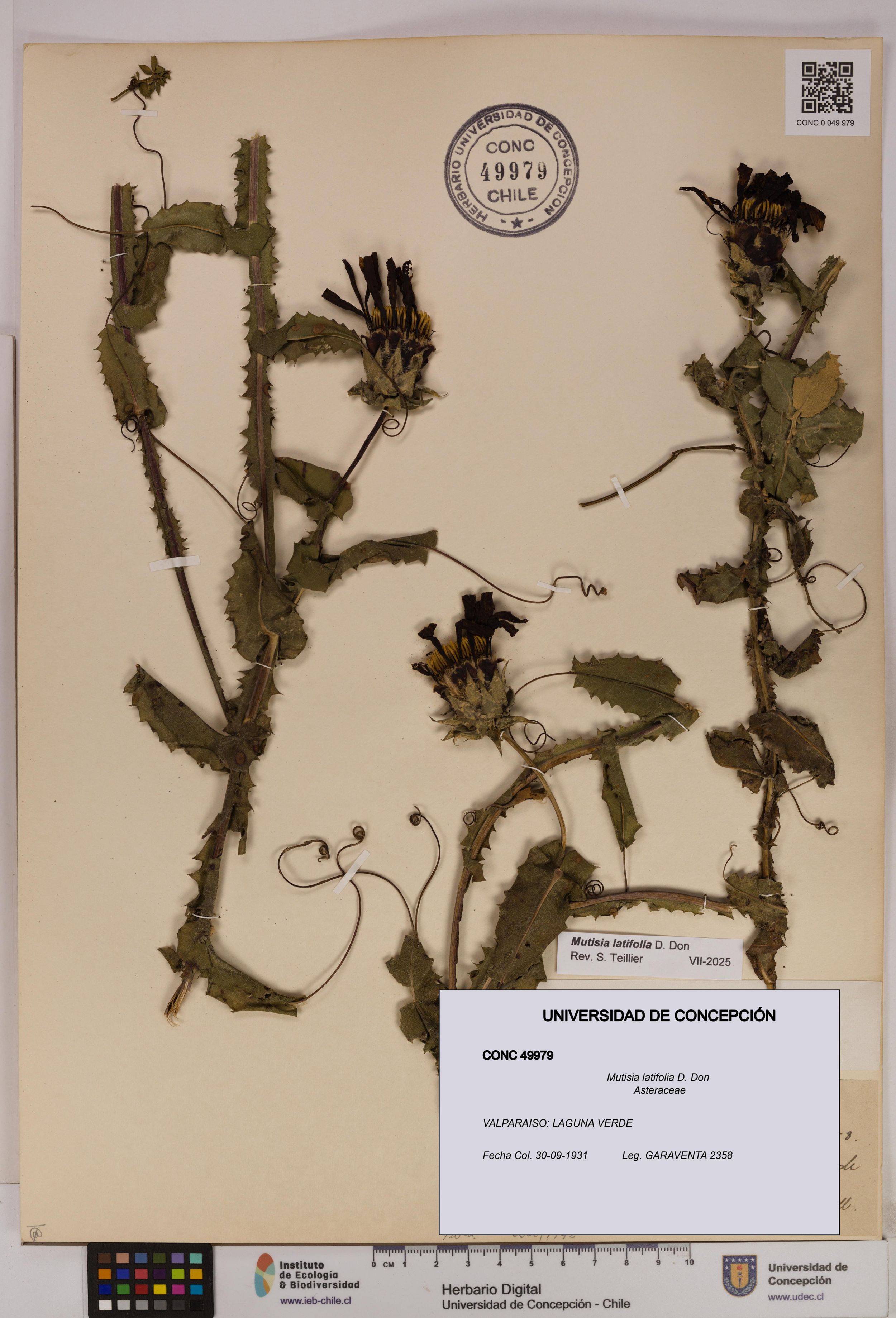 Mutisia latifolia [Espécimen: ]