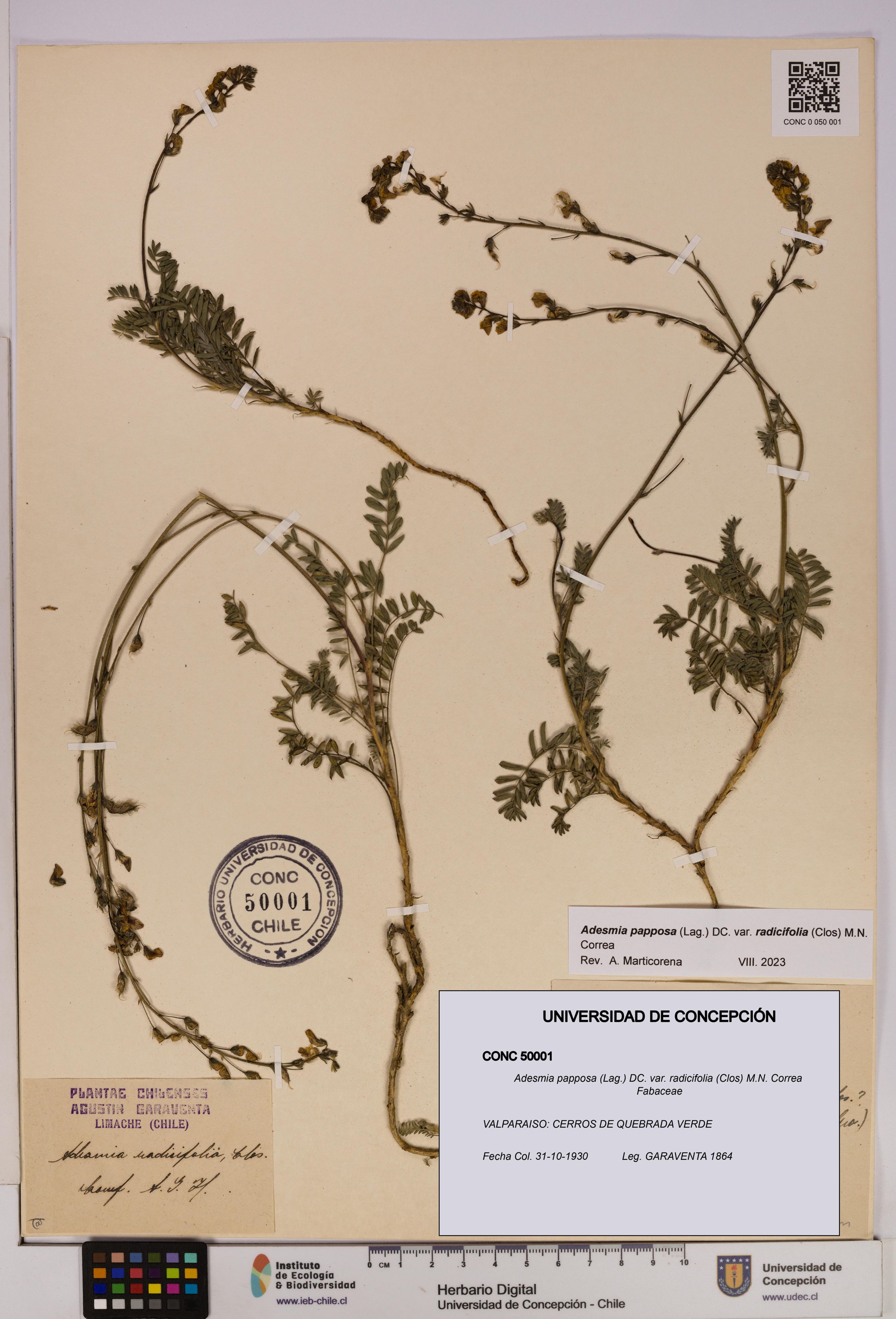 Adesmia papposa var. radicifolia [Espécimen: ]