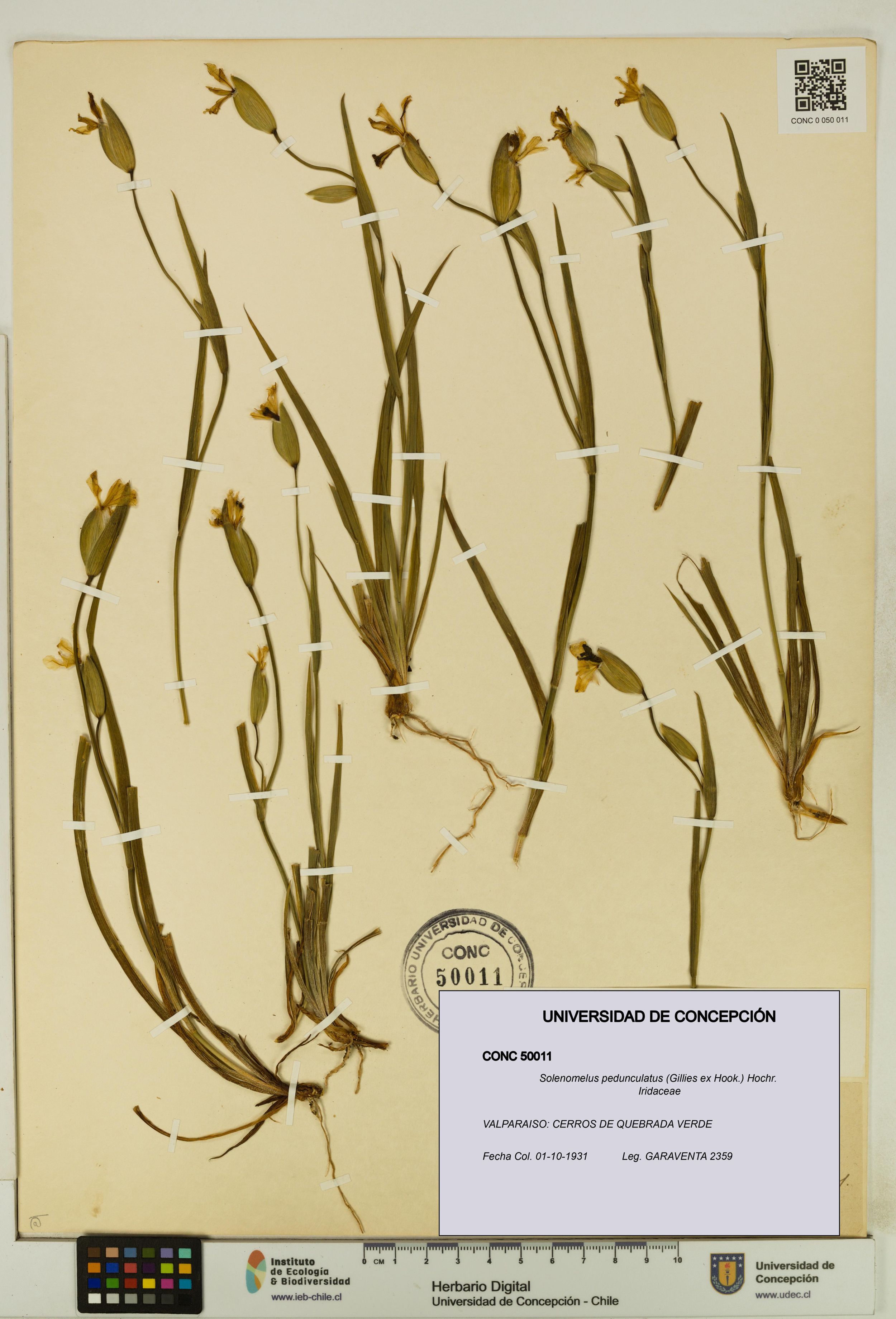 Solenomelus pedunculatus [Espécimen: ]