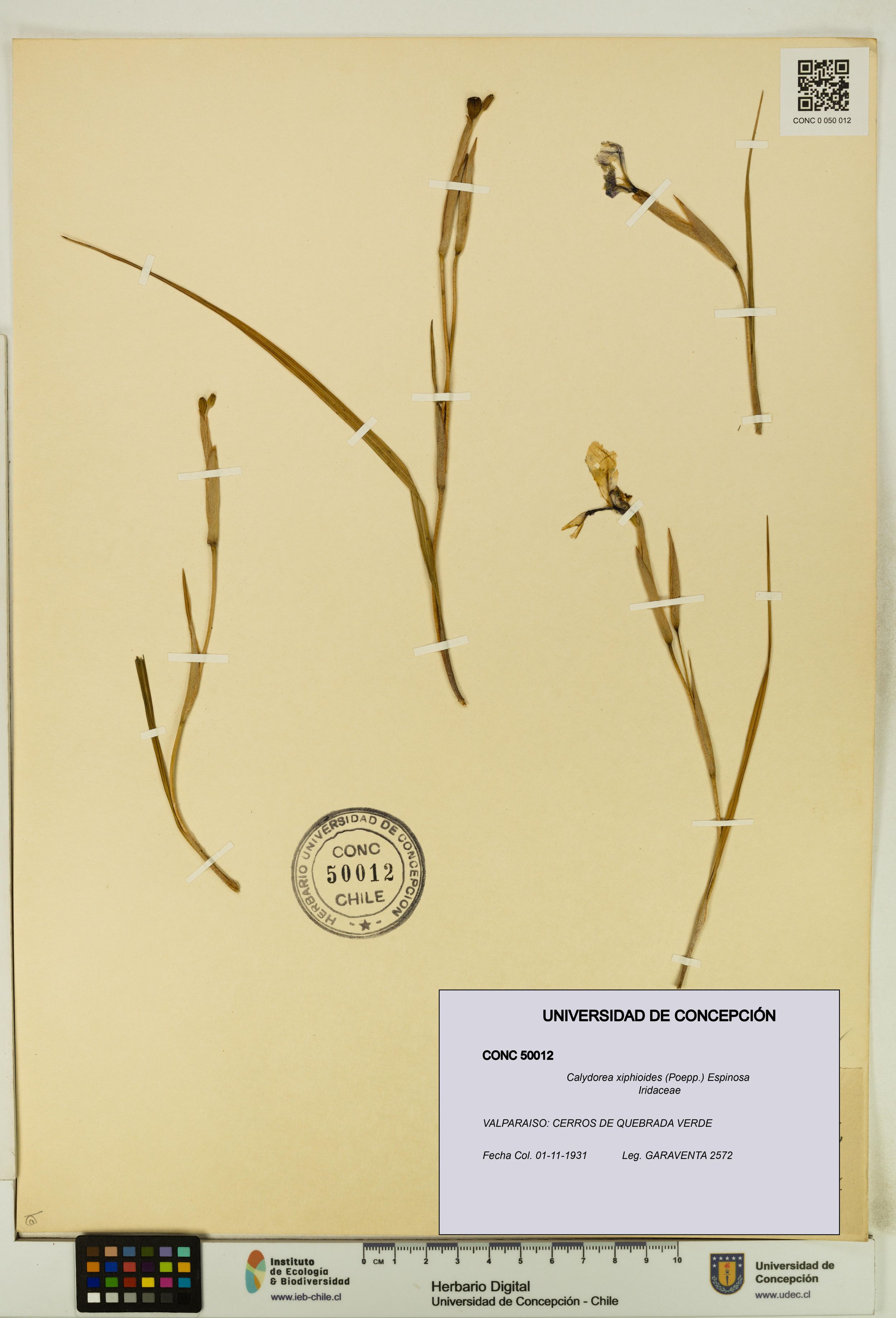 Calydorea xiphioides [Espécimen: ]